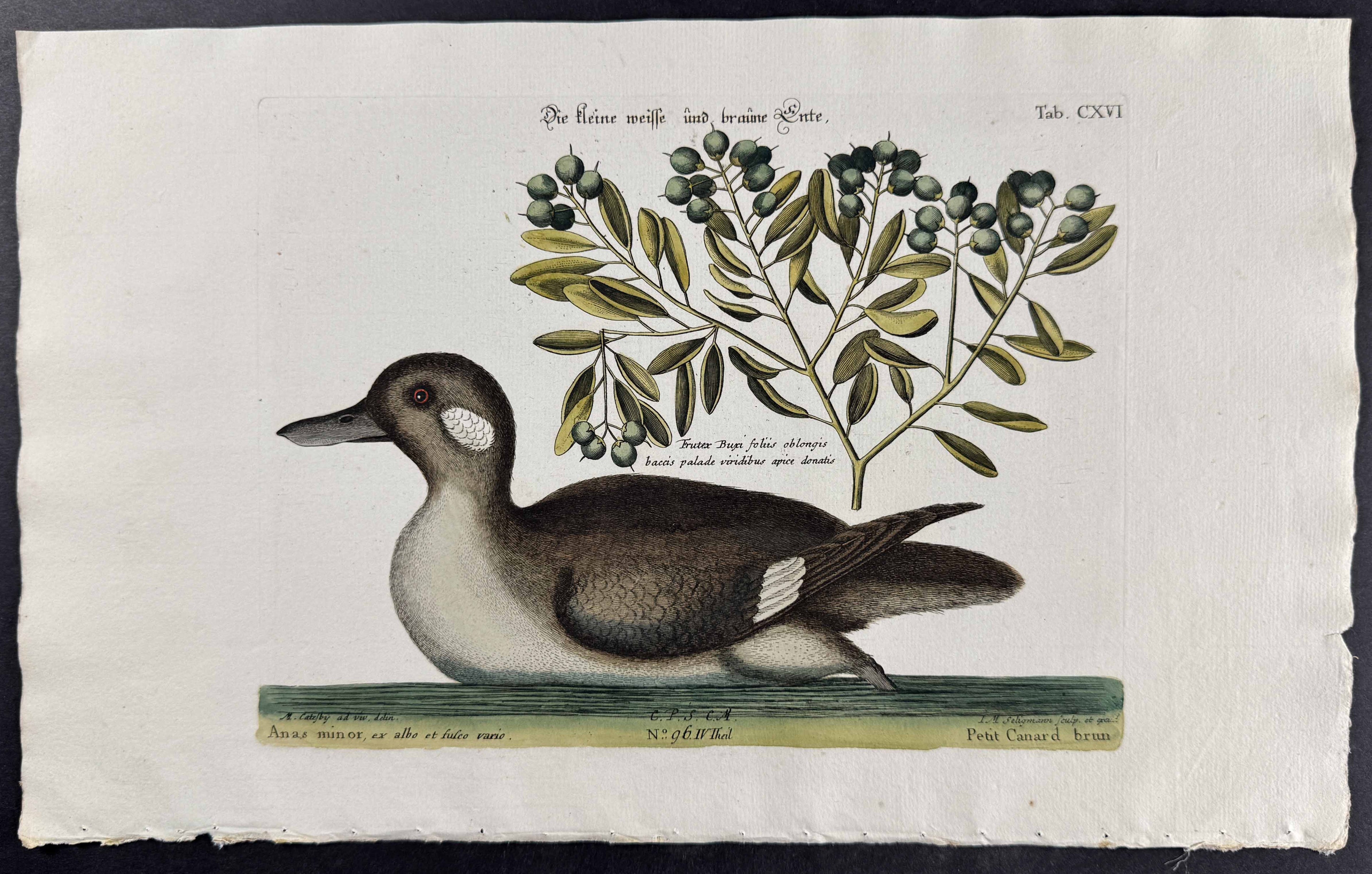 Little Brown Duck