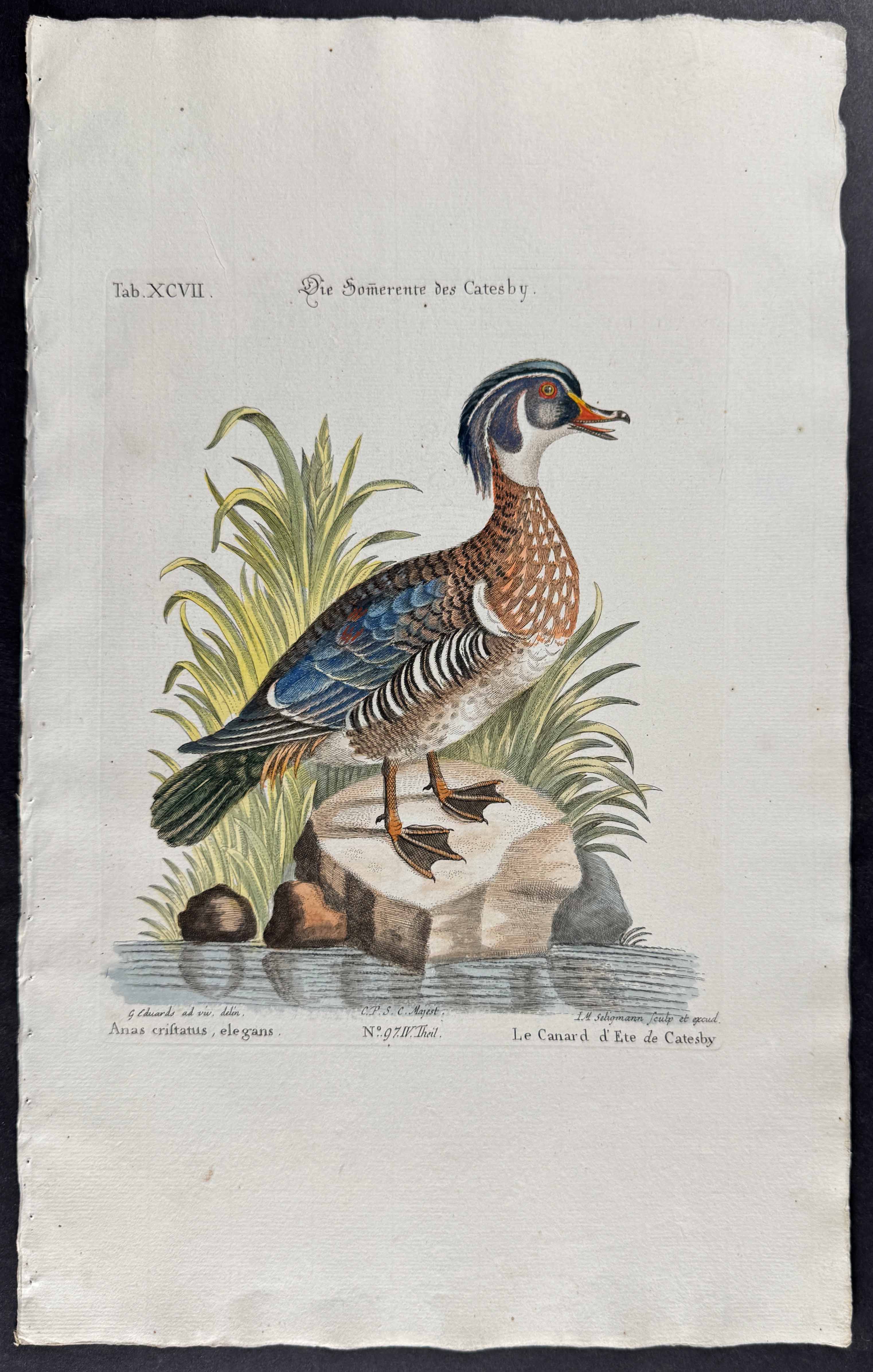 Duck