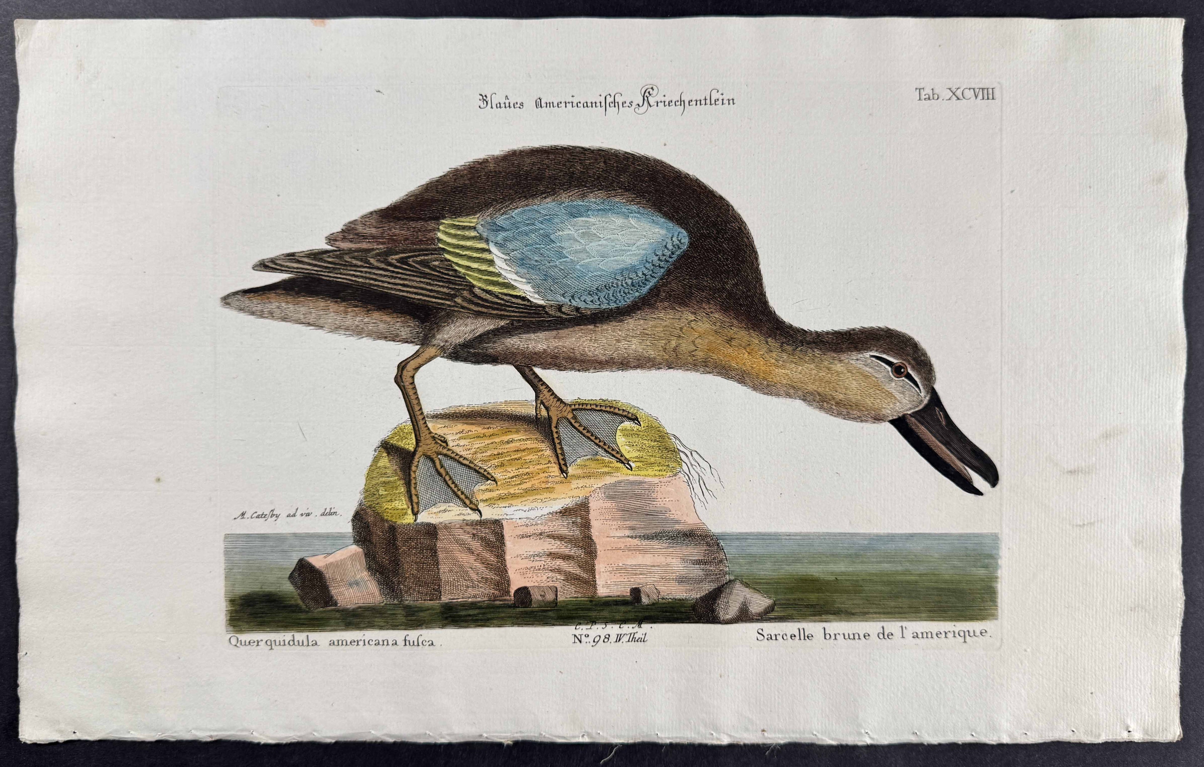 Blue-wing Teal