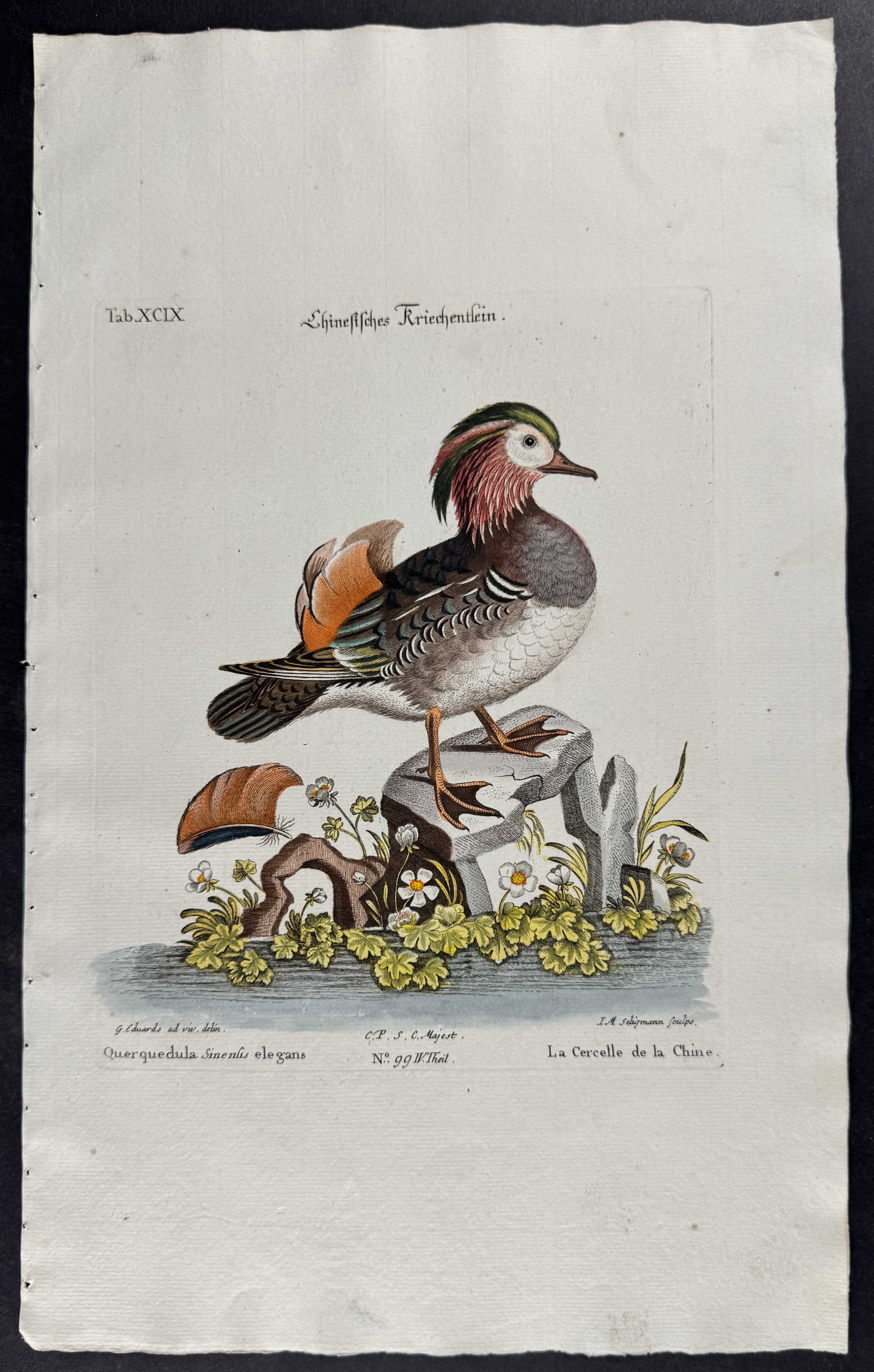 Duck