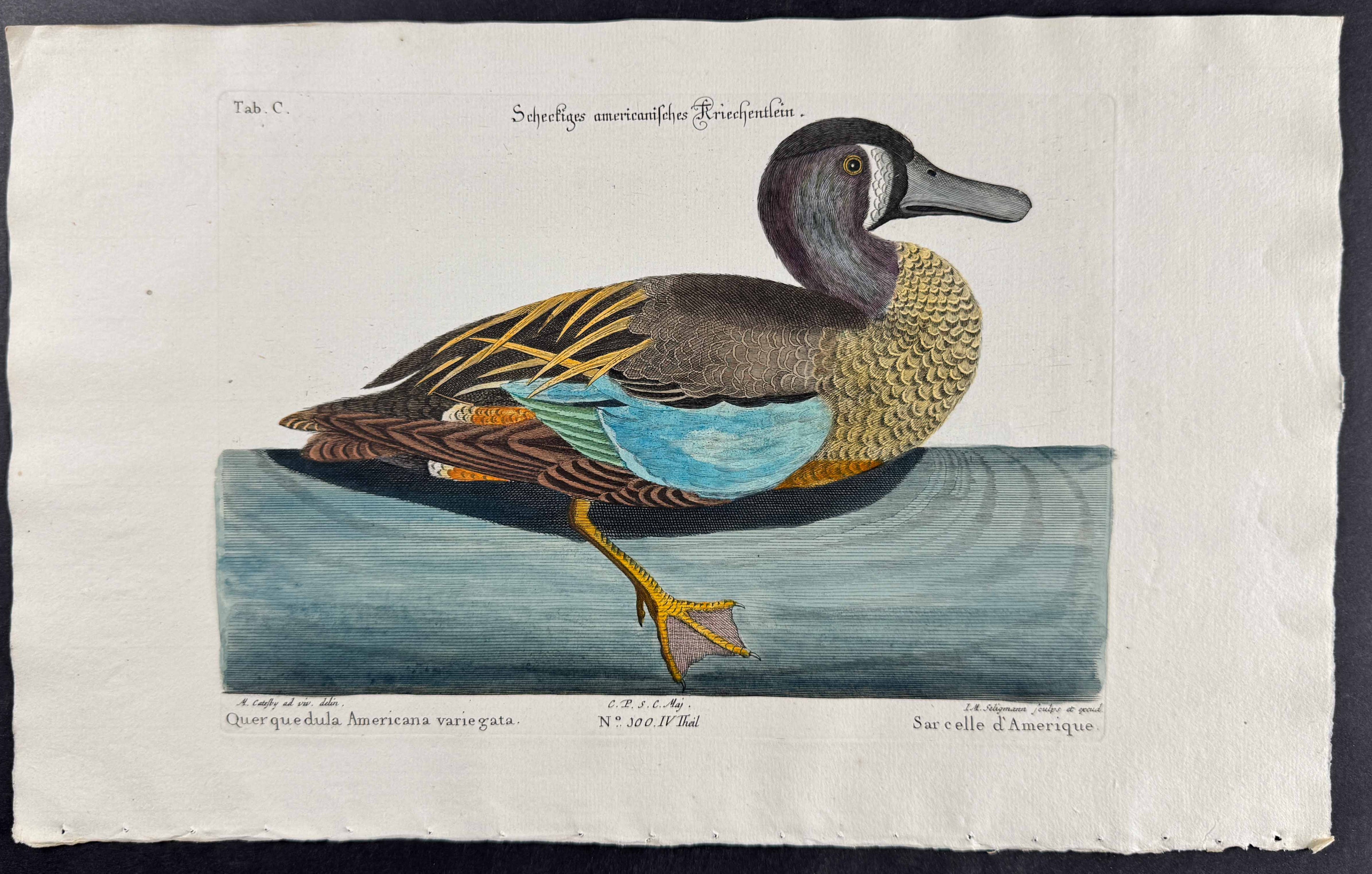White-face Teal