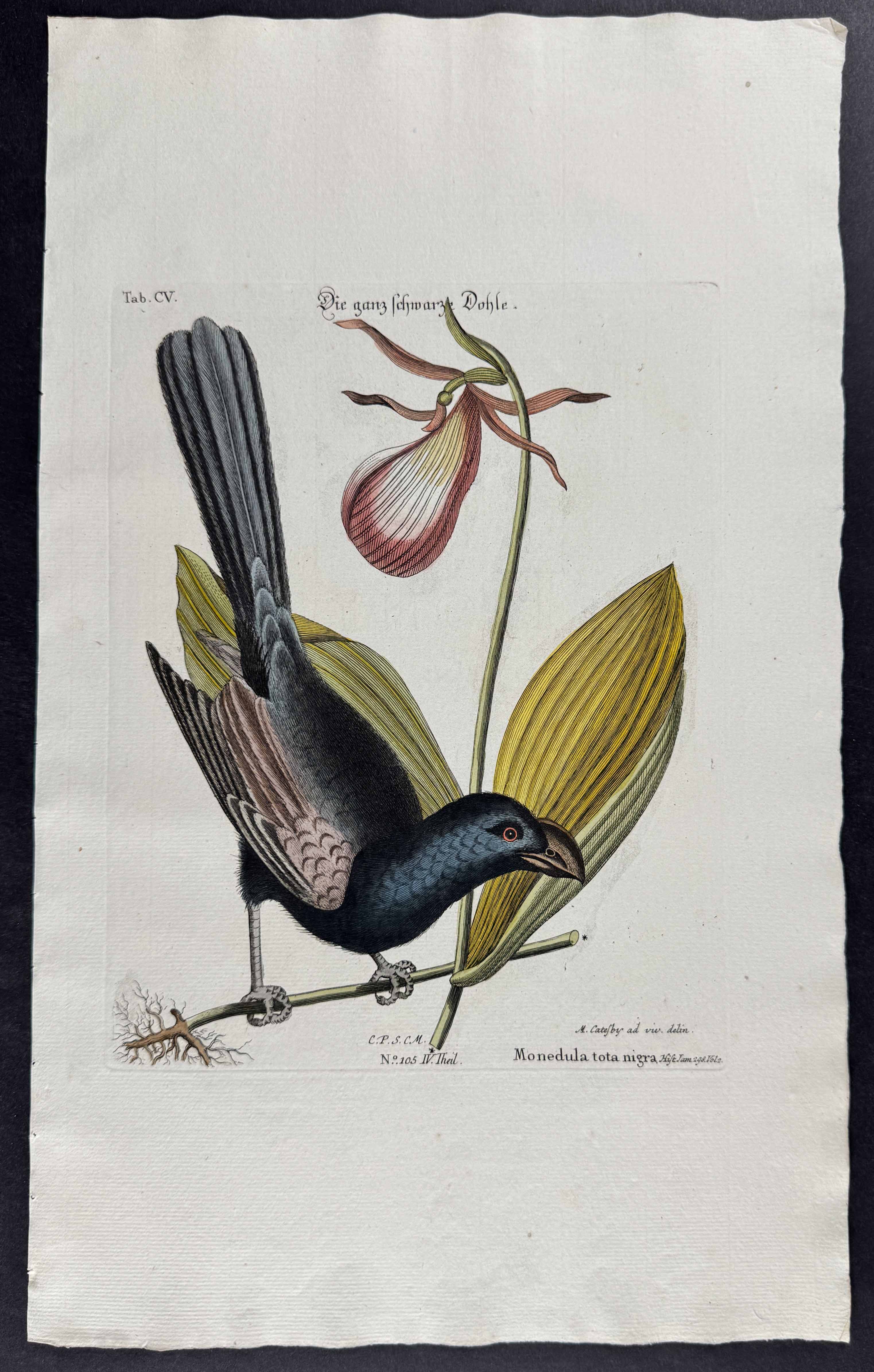 Razor-Billed Black-Bird of Jamaica (Rain Crow) w/ Stemless Lady Slipper