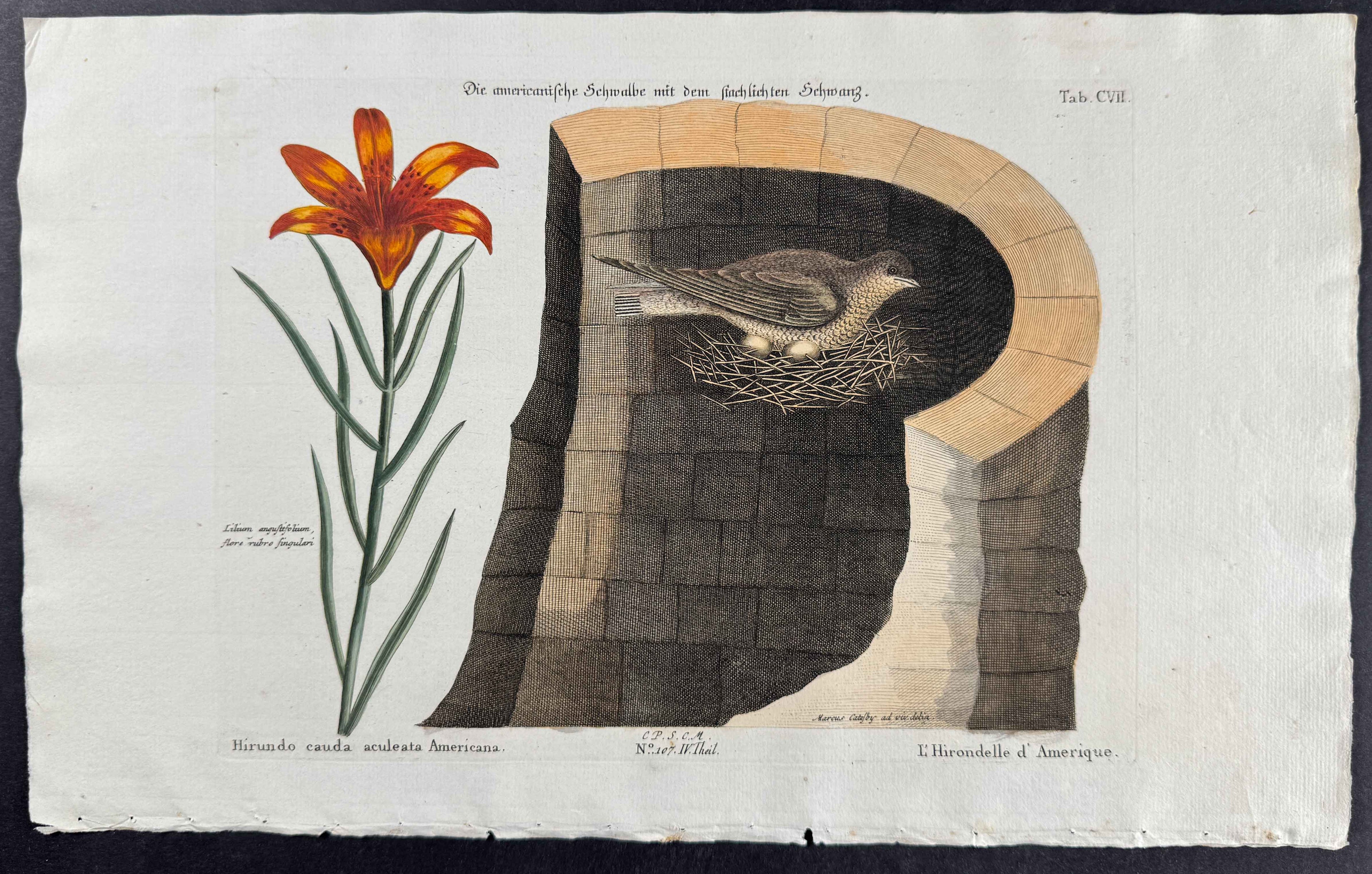 American Swallow (Chimney Swift) with Wood Lily