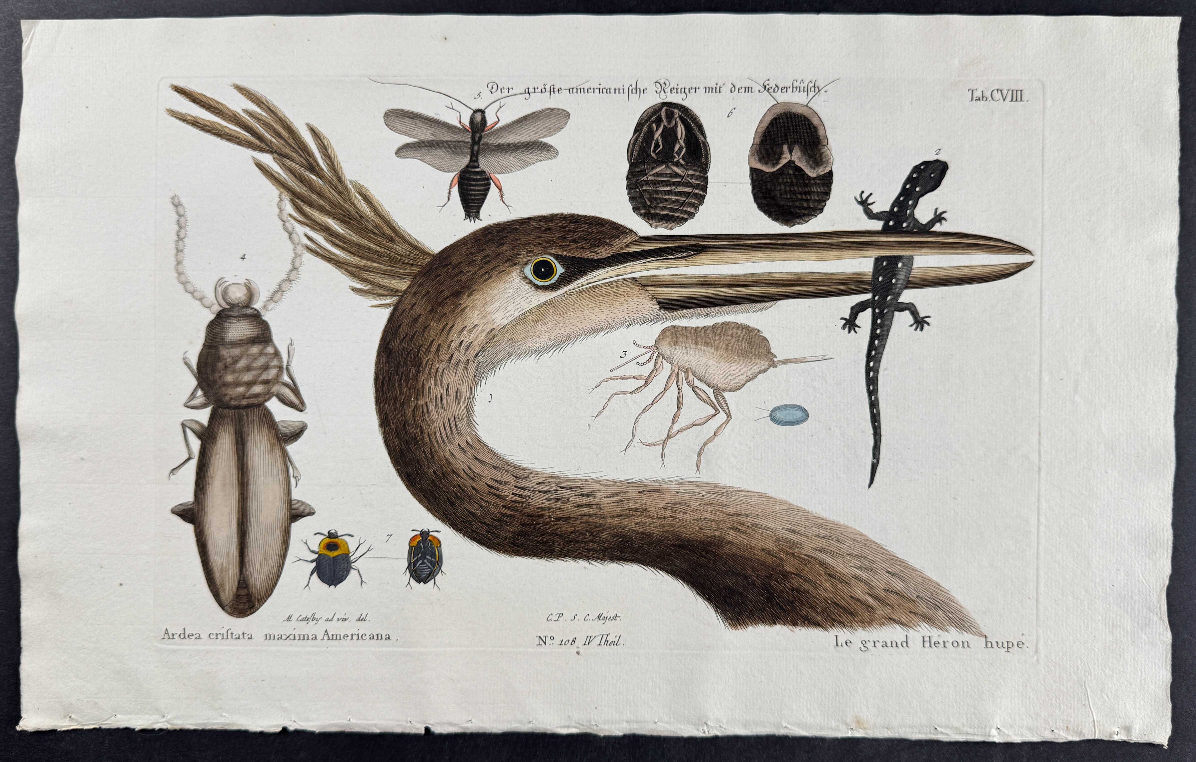 Largest Crested Heron/Great Blue Heron with spotted Eastern Salamander