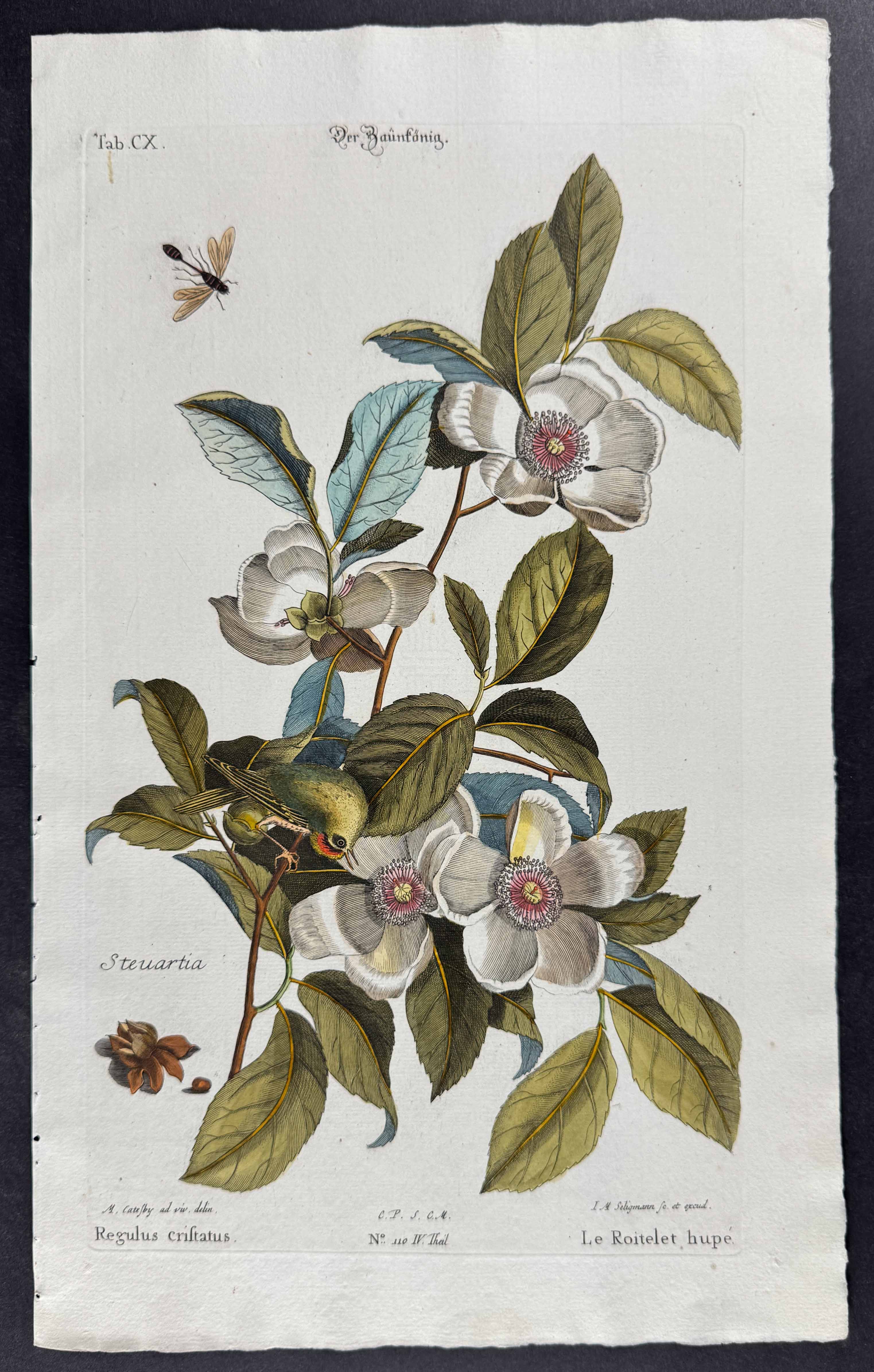 Golden-Crowned Kinglet with Silky Camellia