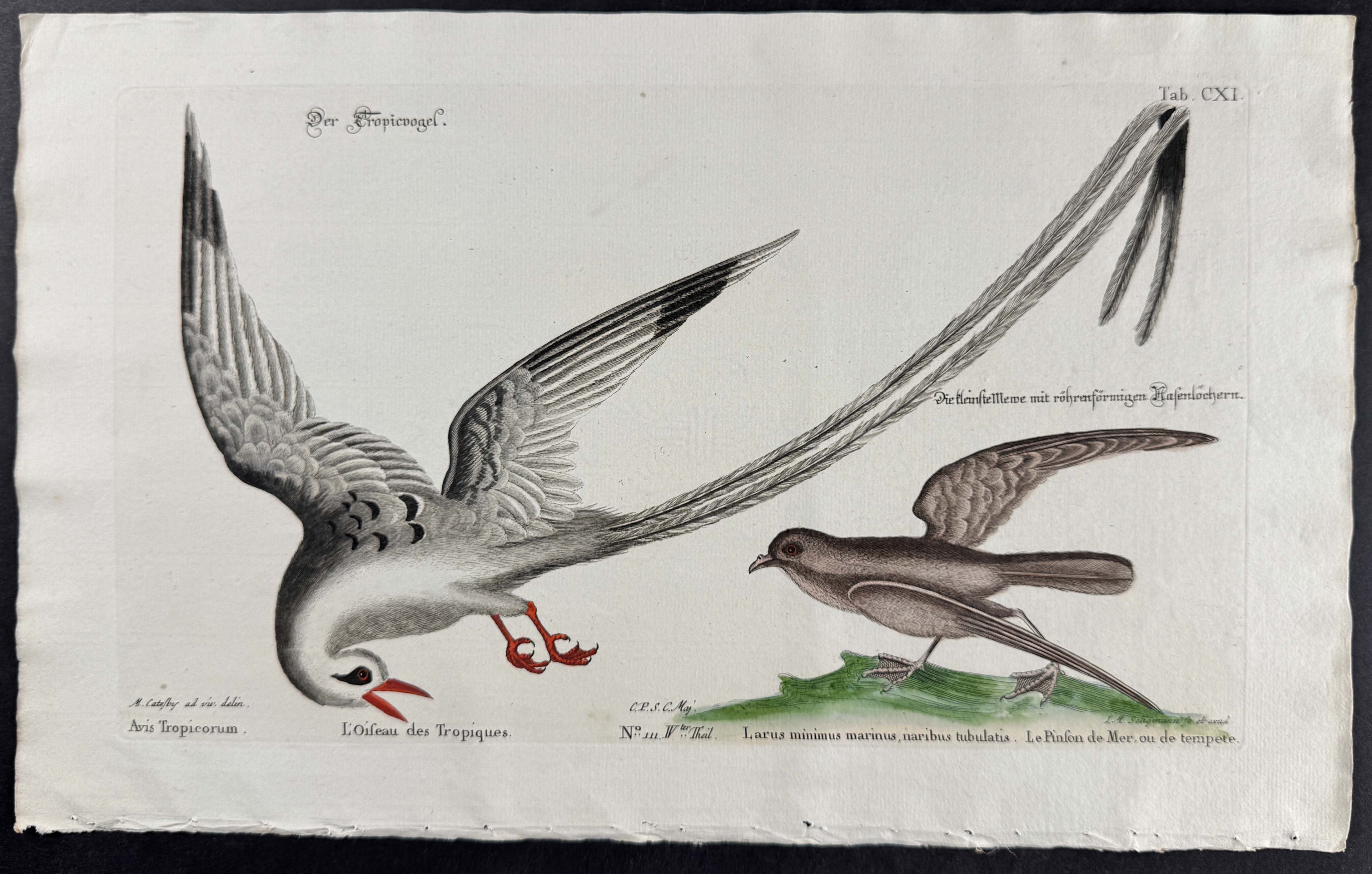 Tropick Bird (Red-Billed Tropic Bird) with Storm-Finch or Petrel