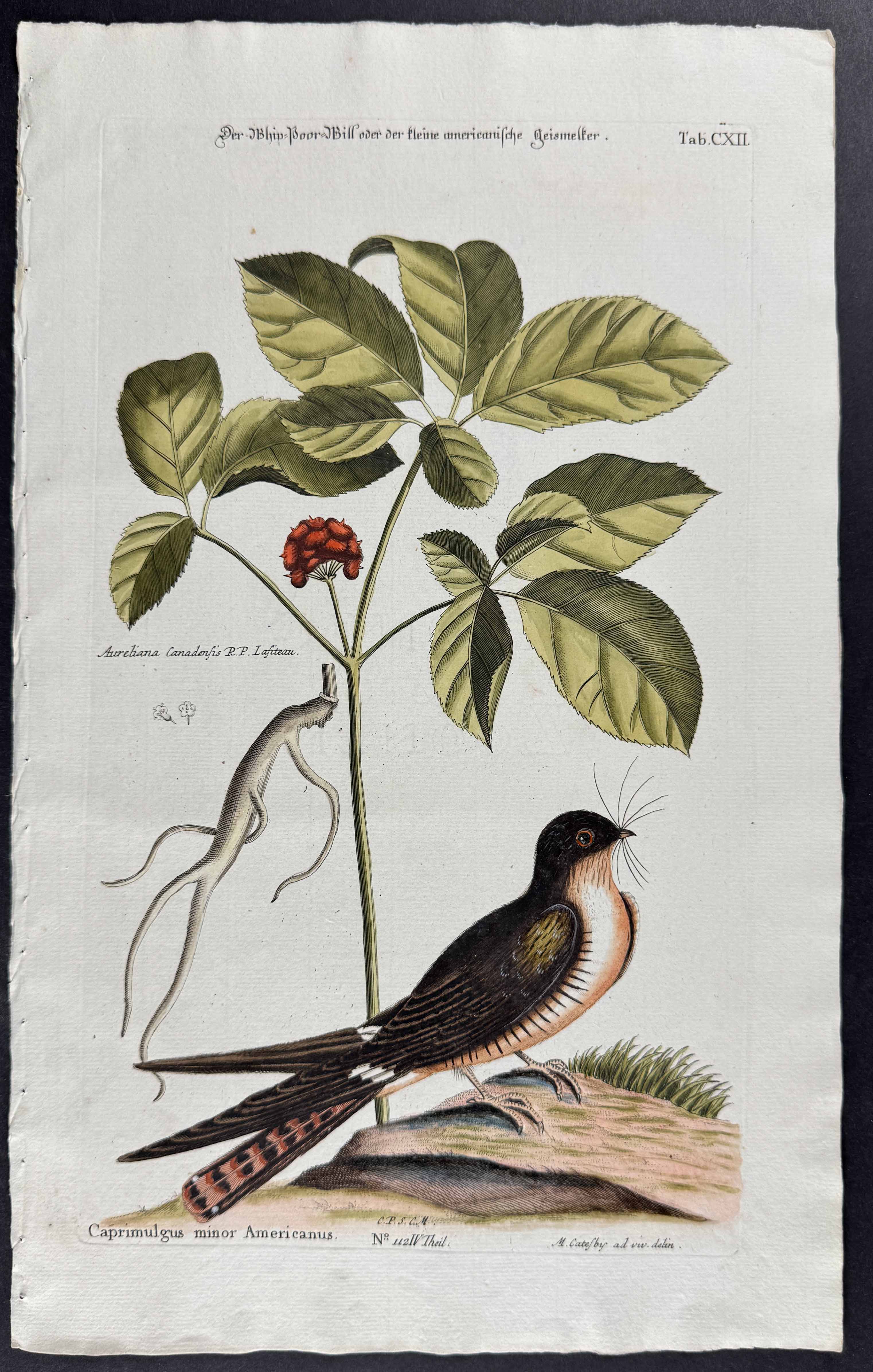 Whip-Poor-Will with Ginseng
