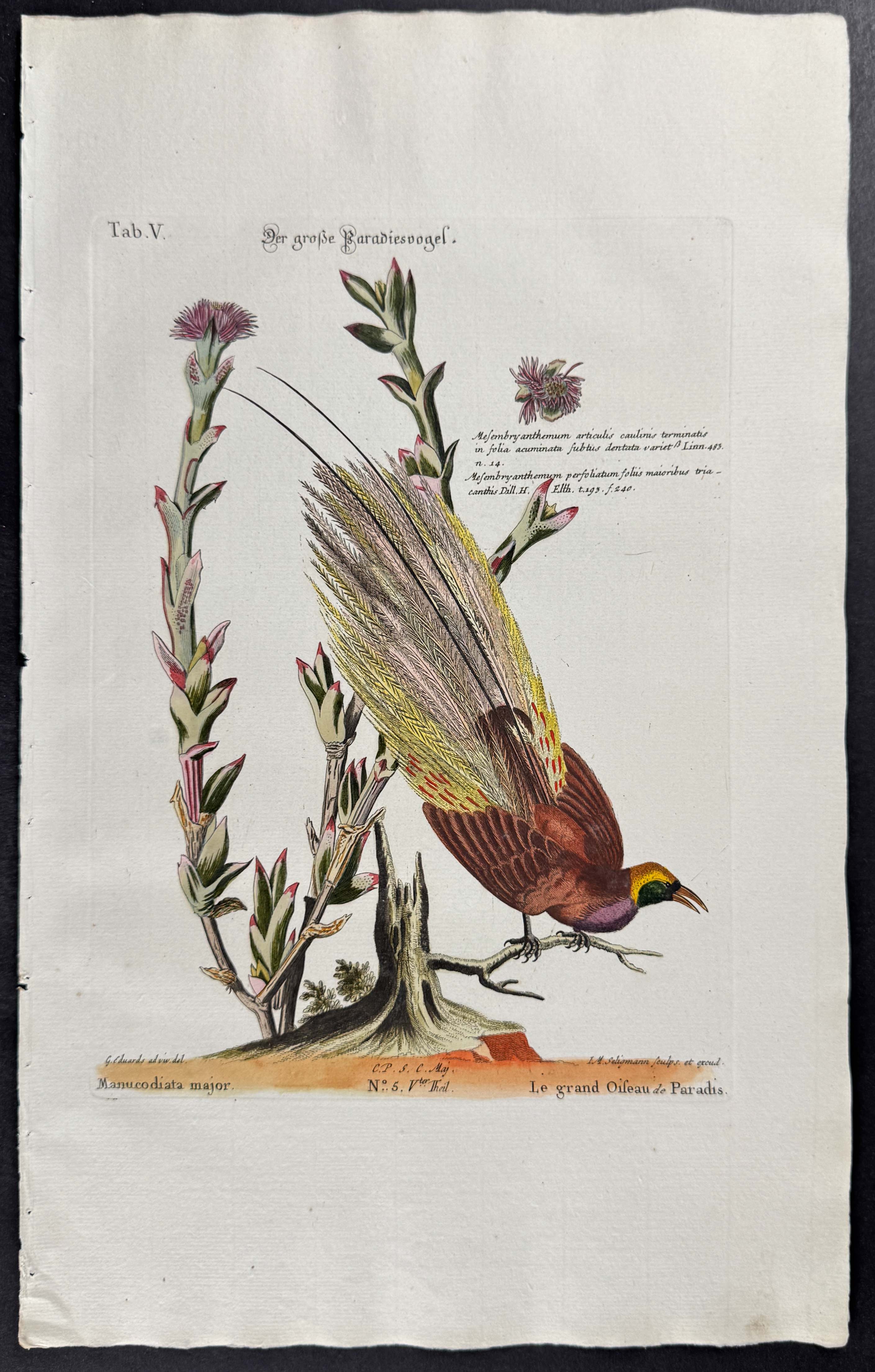 Bird of Paradise