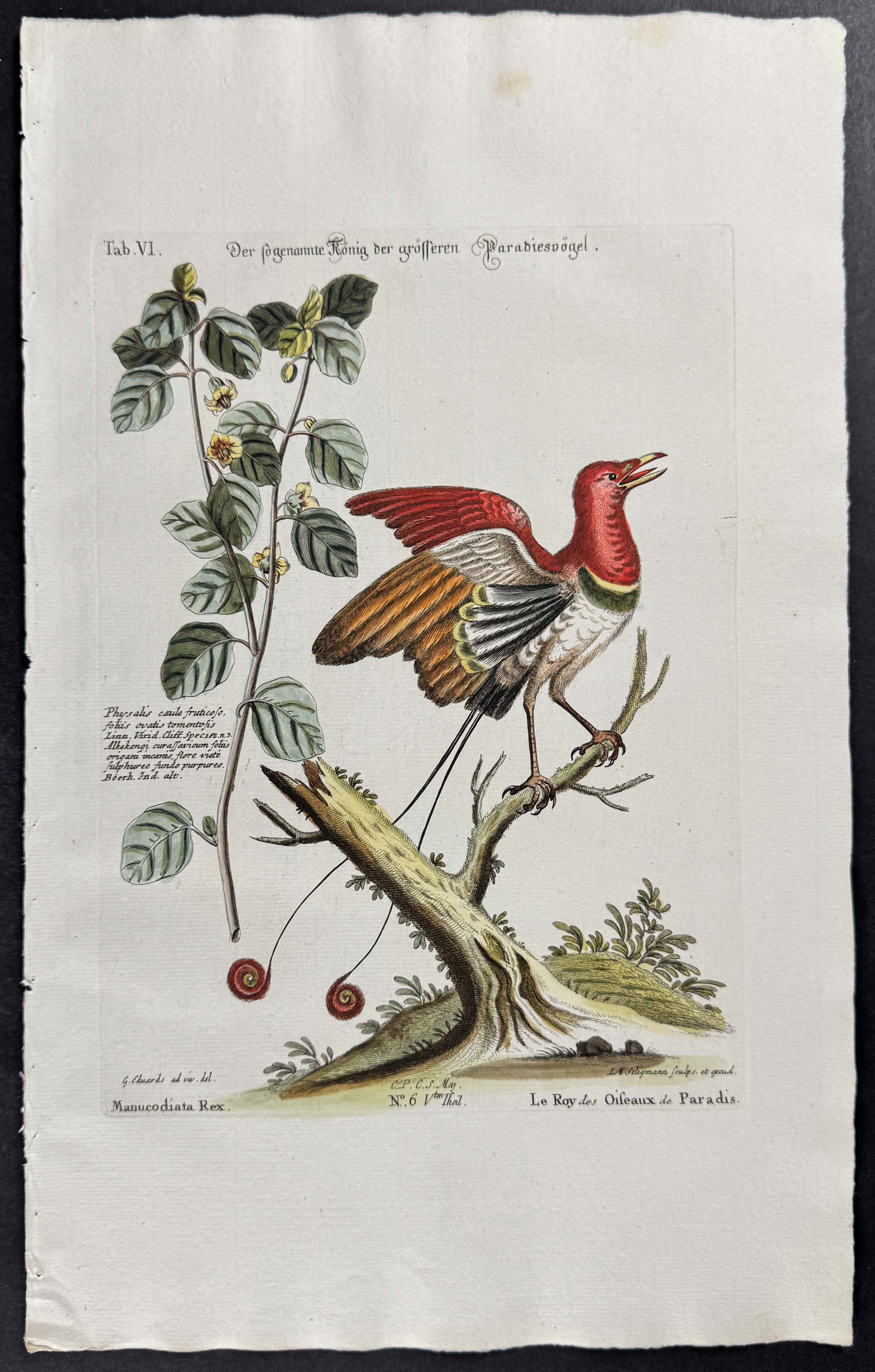 Bird of Paradise