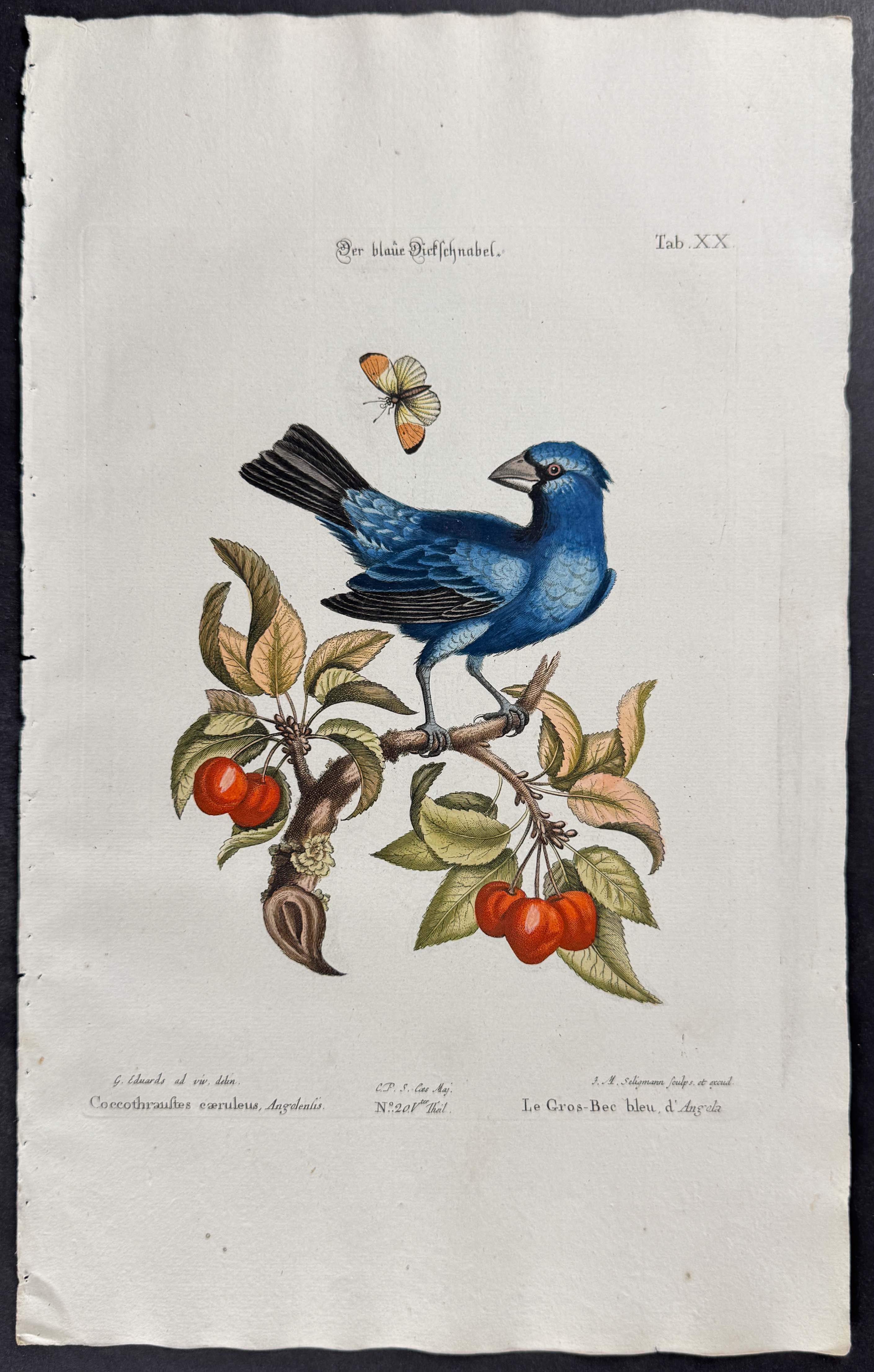 Grosbeak & Cherry