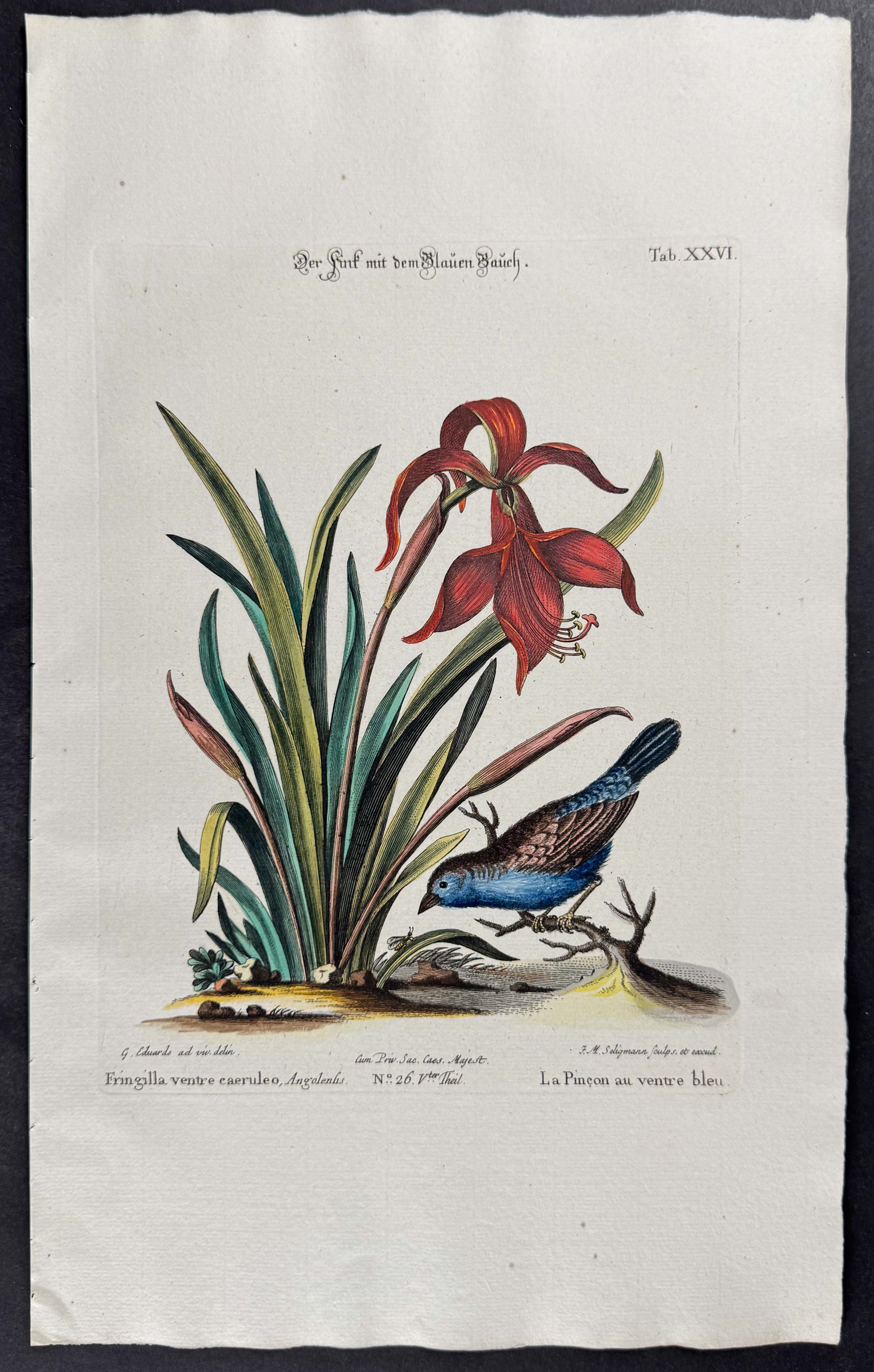 Finch (Fringilla) & Amaryllis