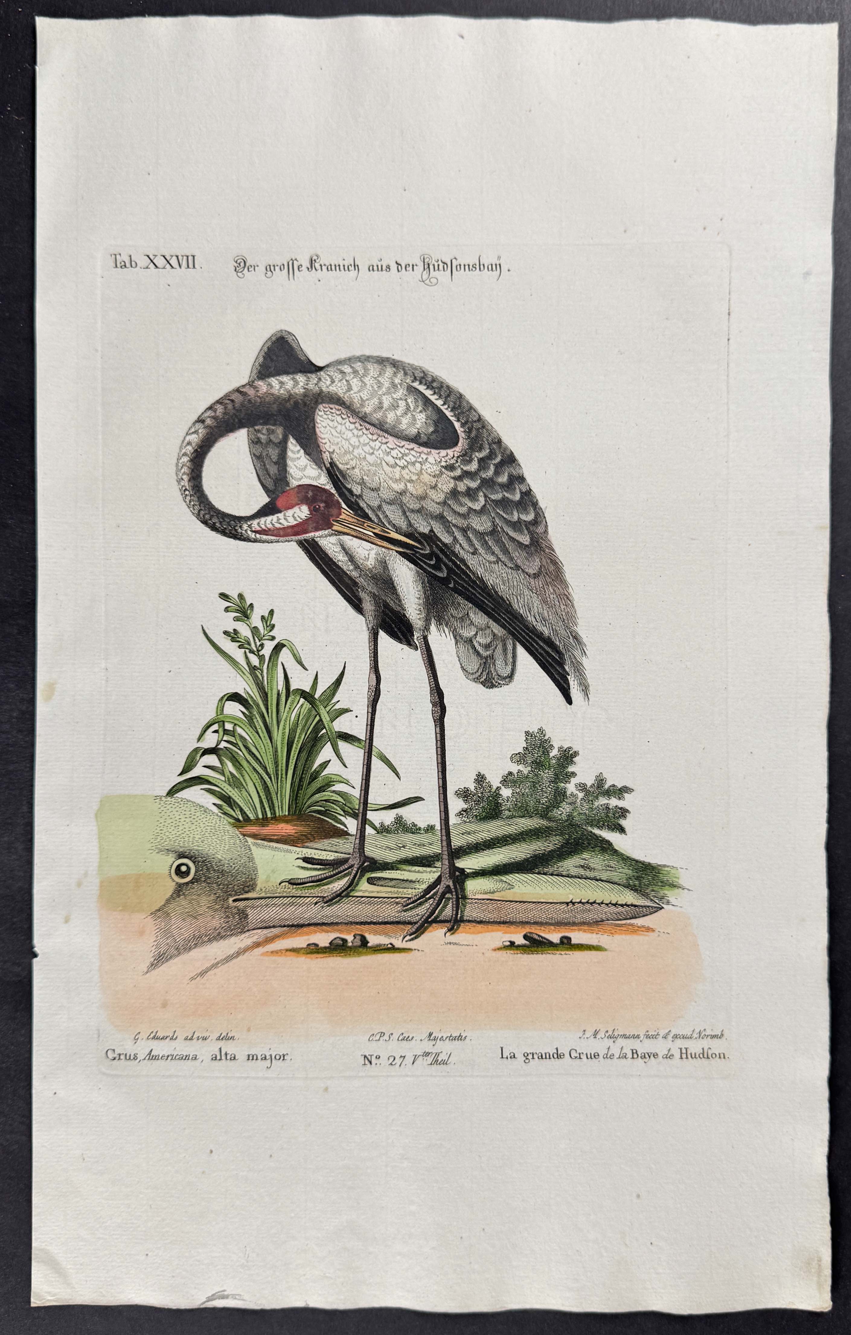 Whooping Crane