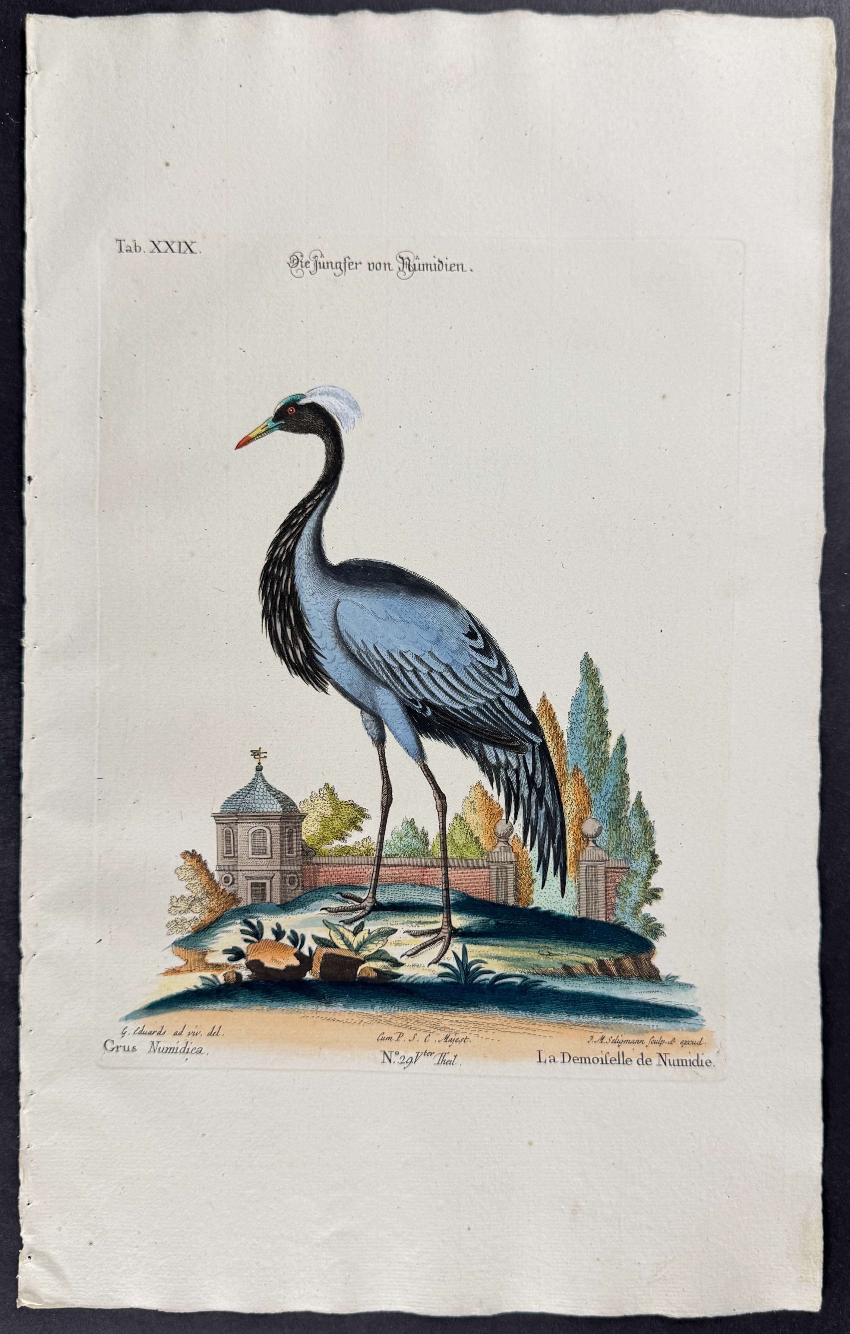 Numidian Crane