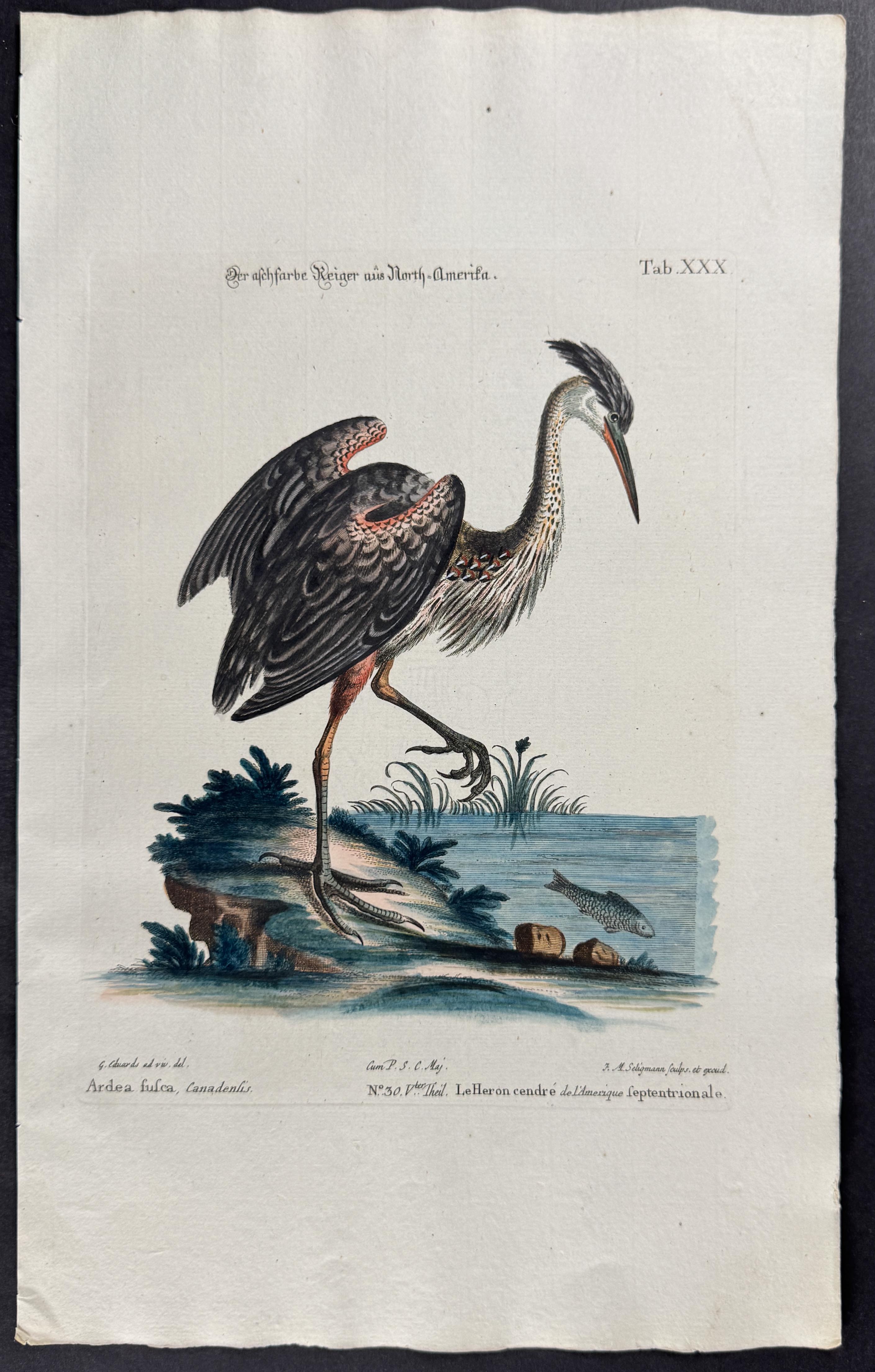 Heron