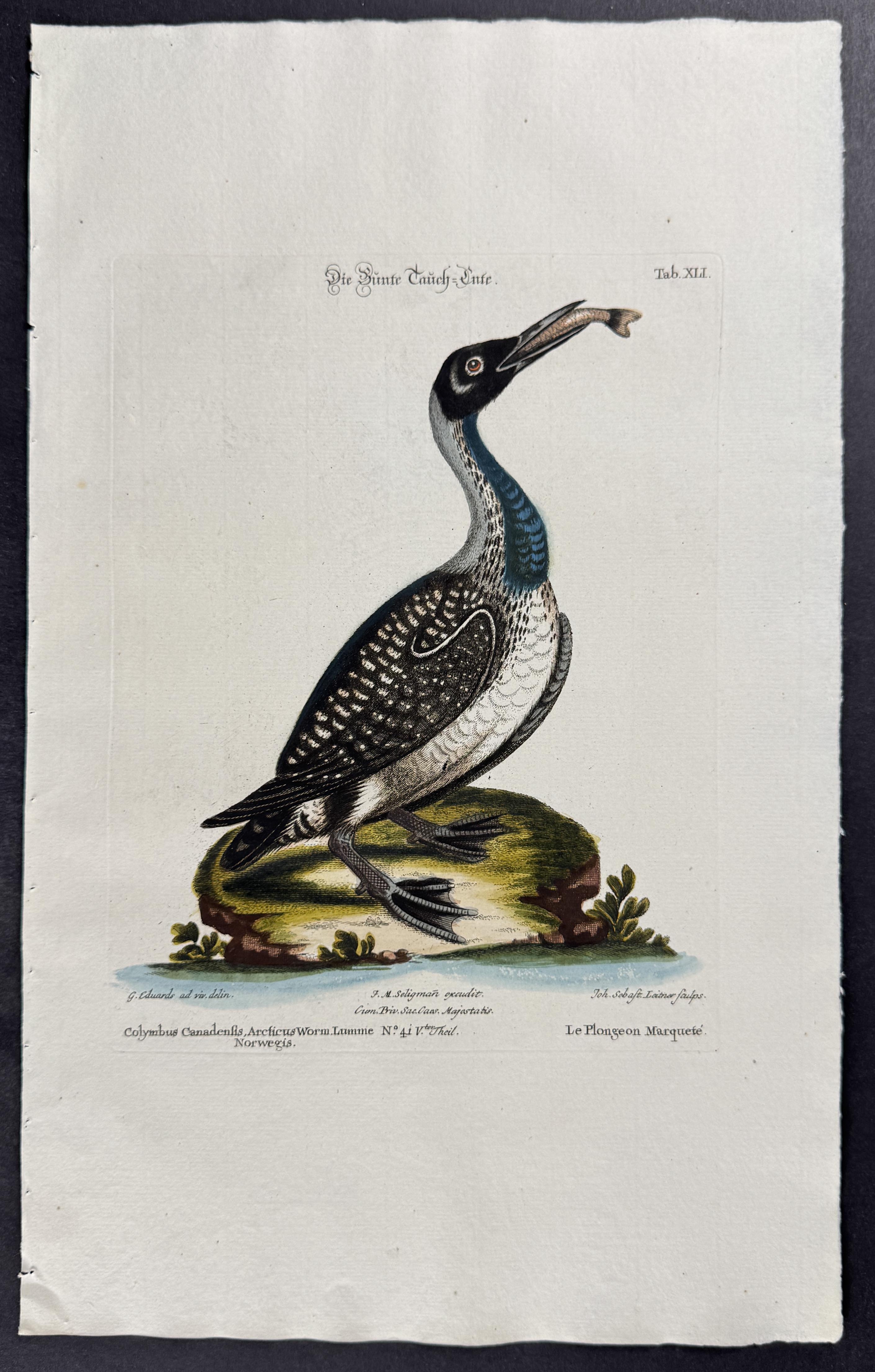 Diver or Loon