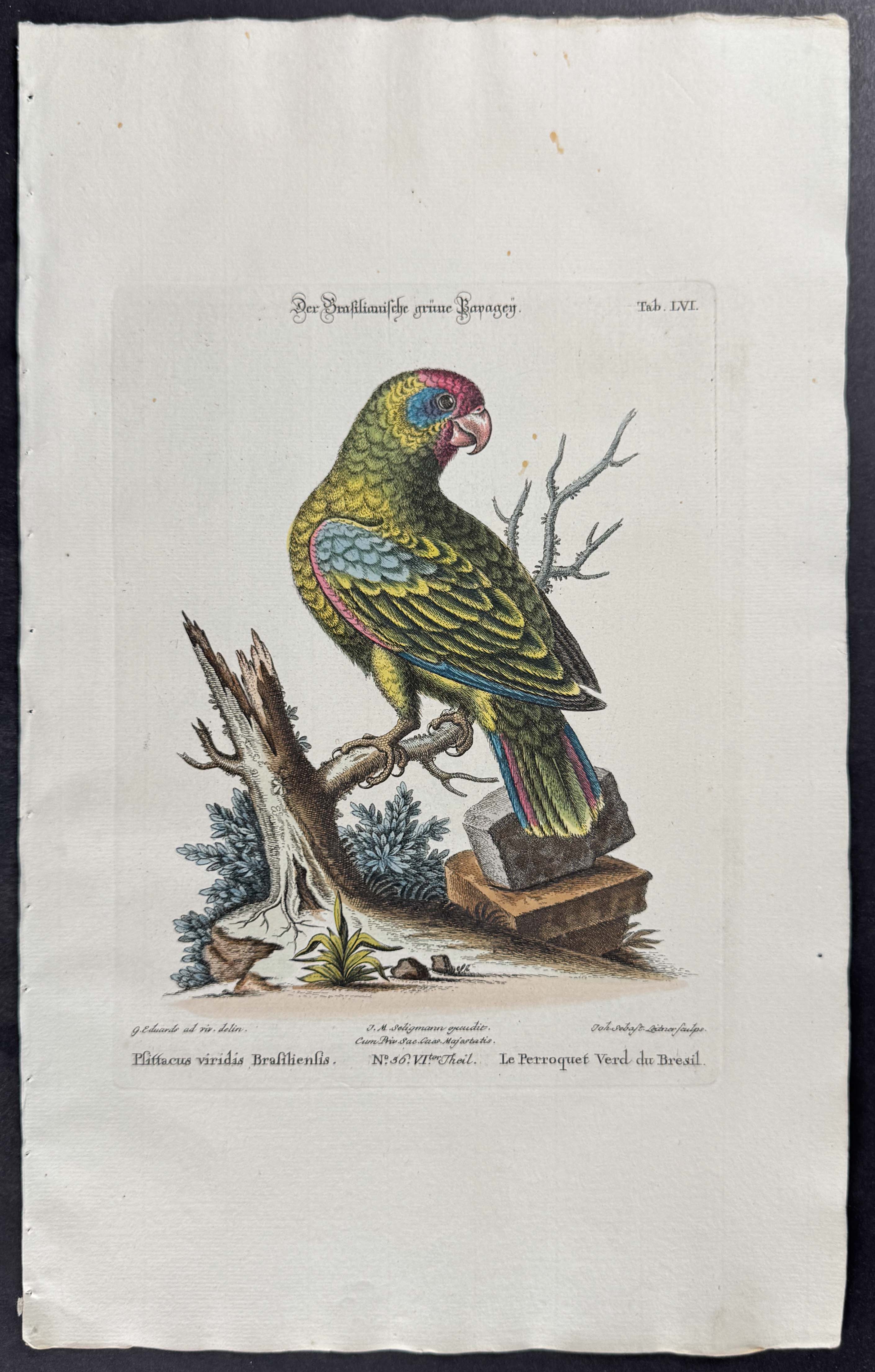 Parrot