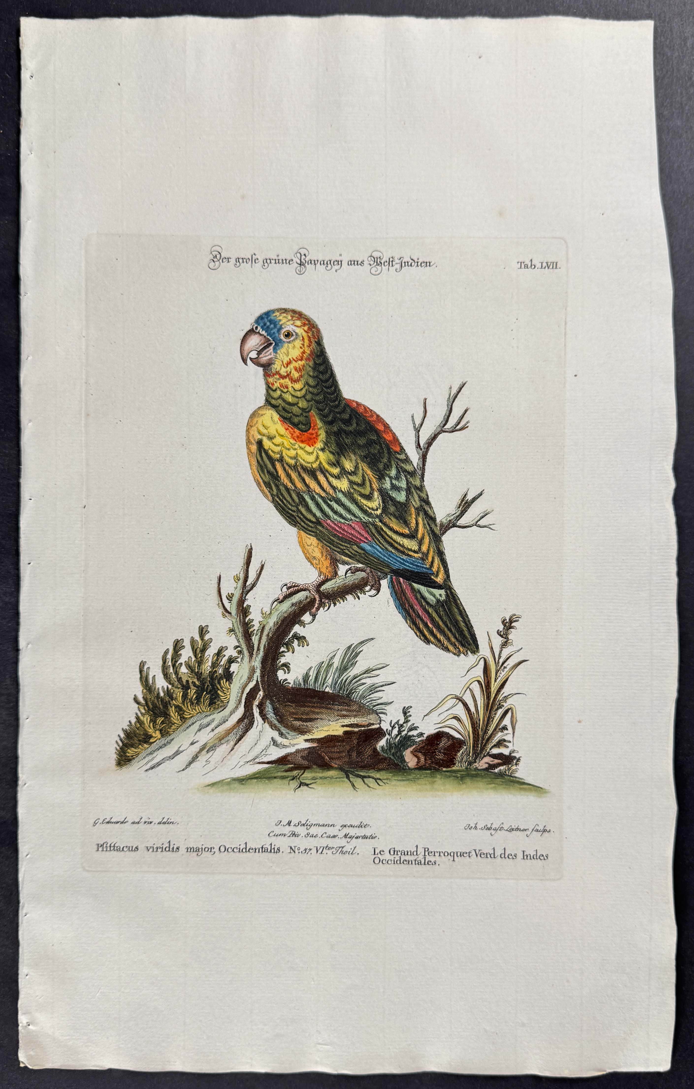 Parrot