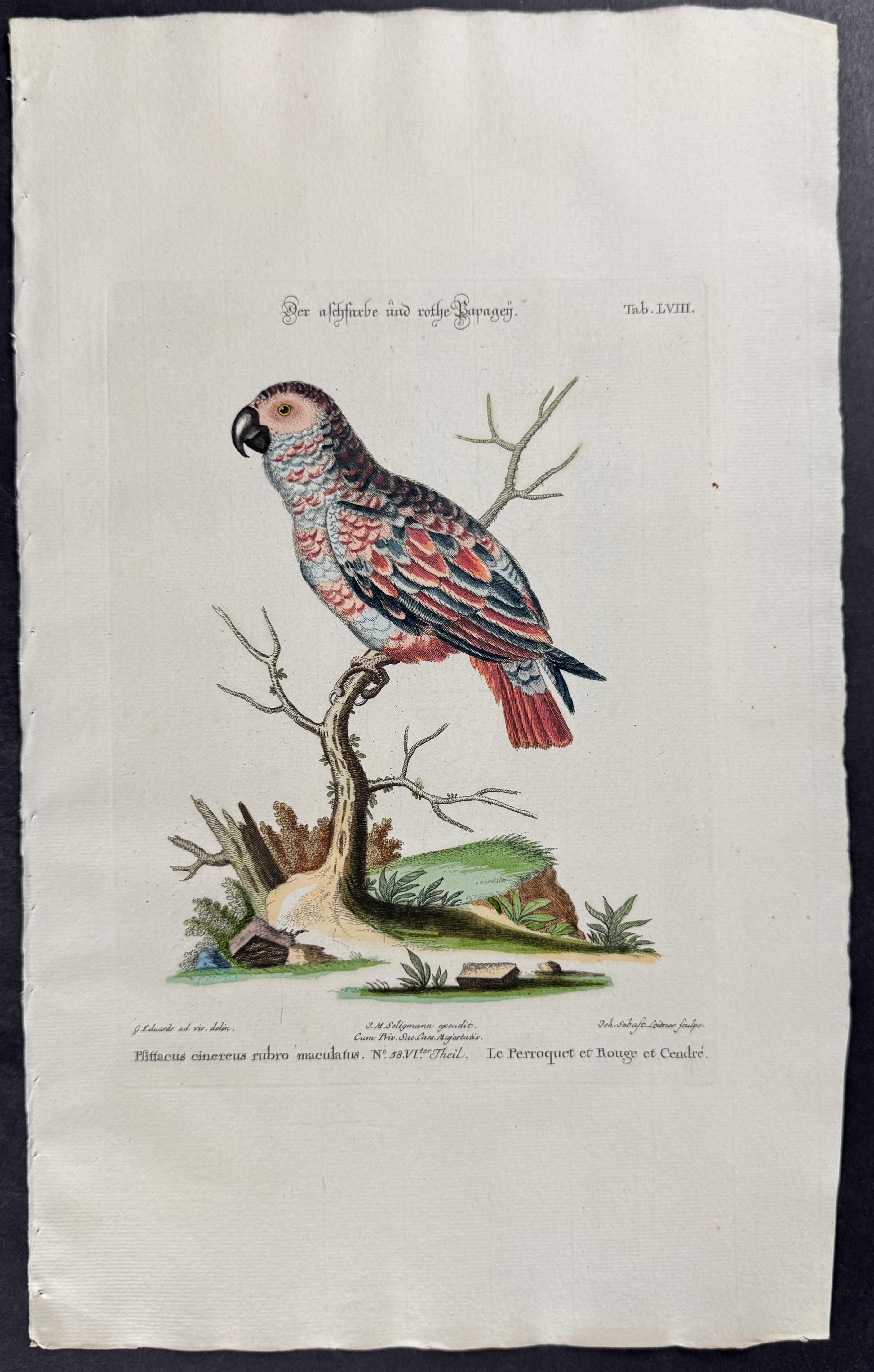 Parrot