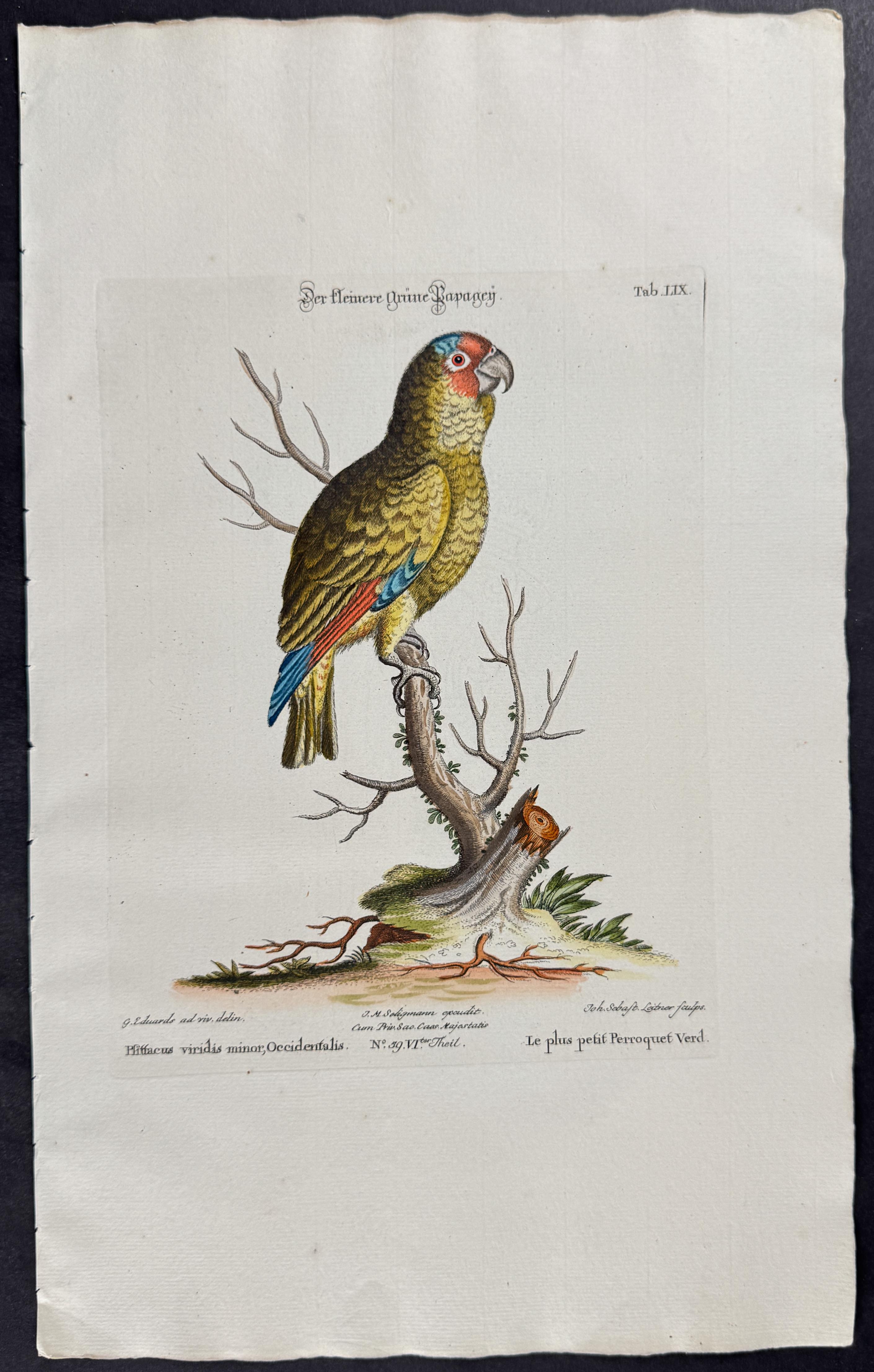 Parrot