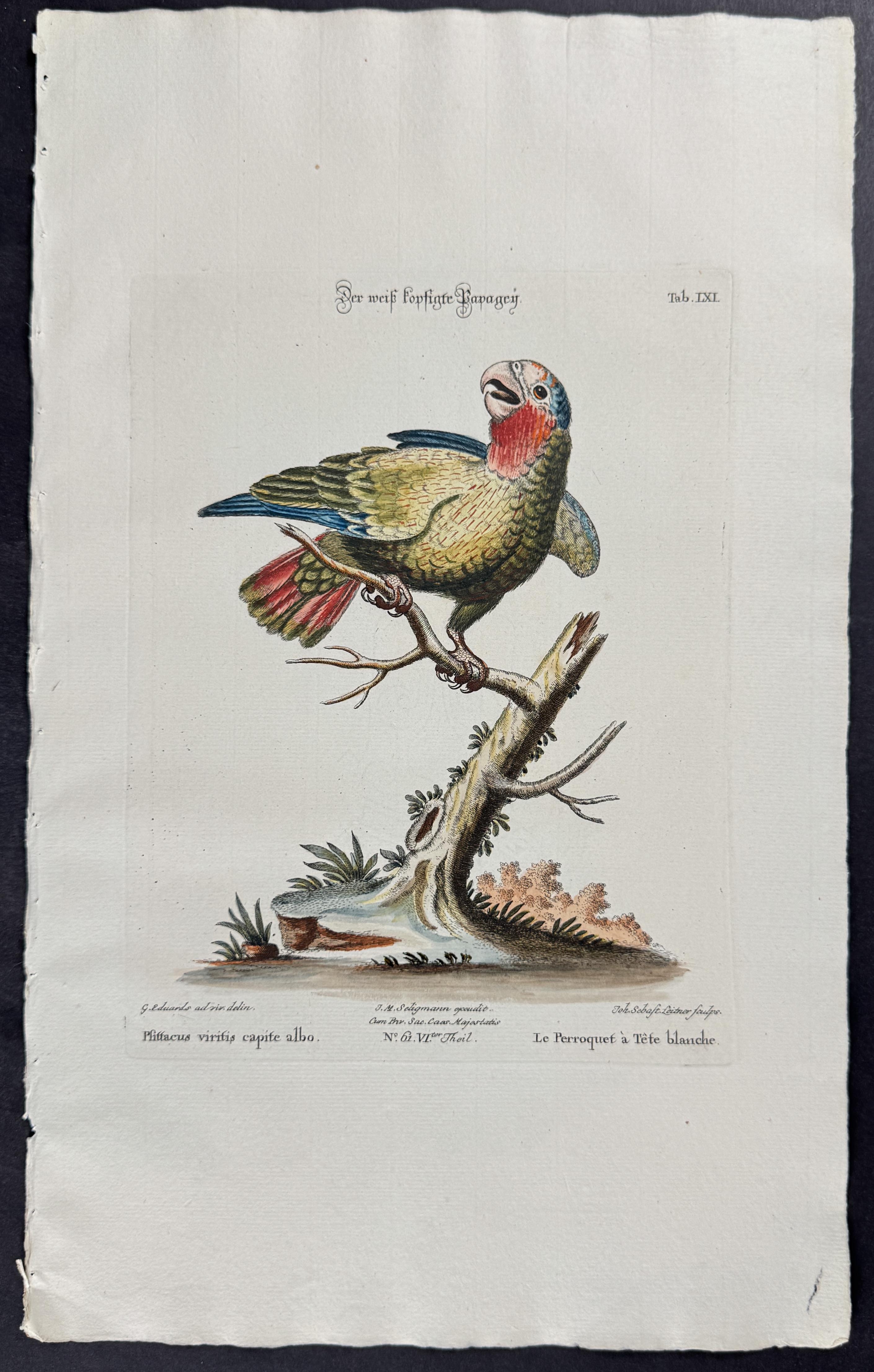 Parrot