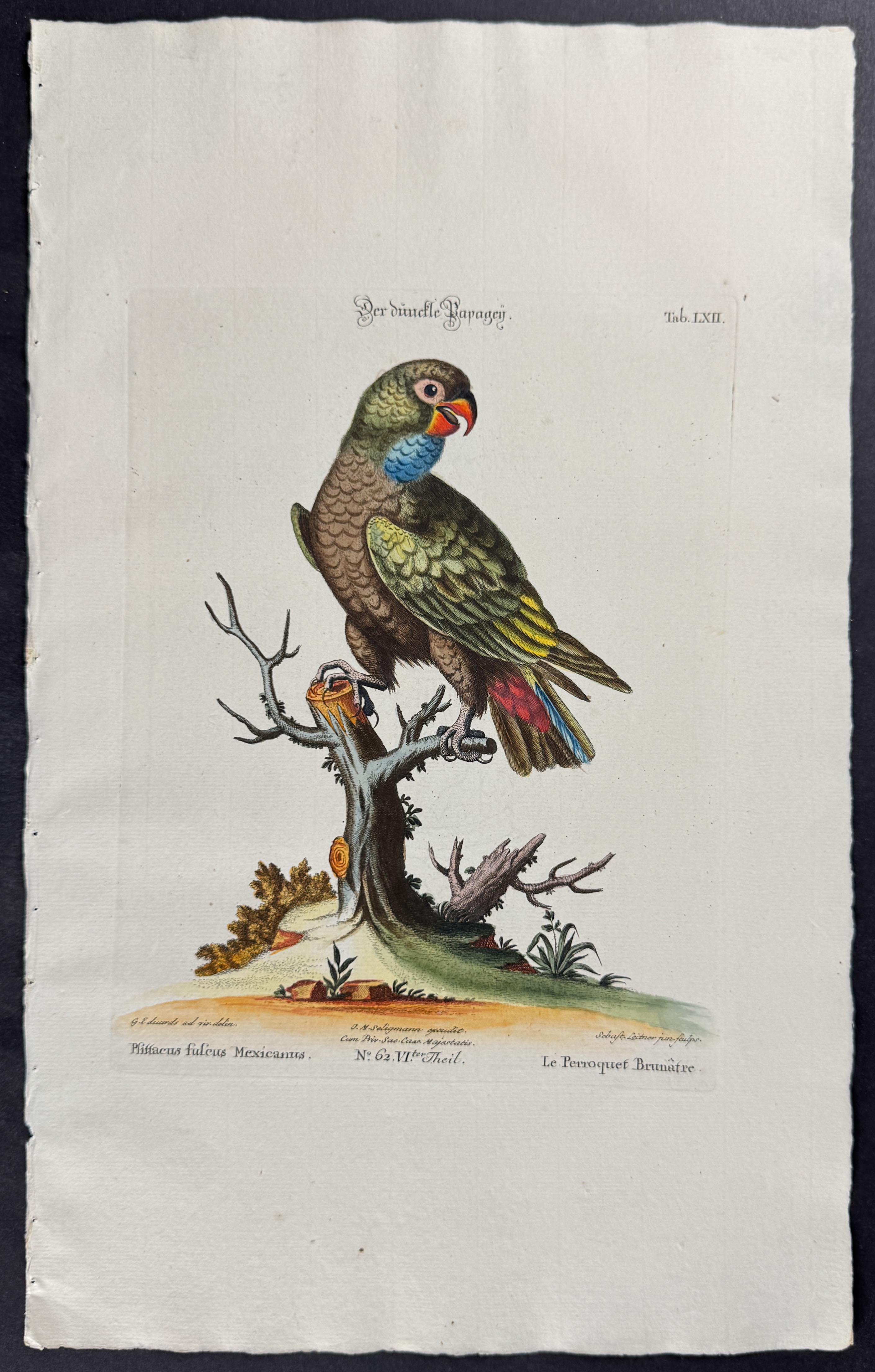 Parrot