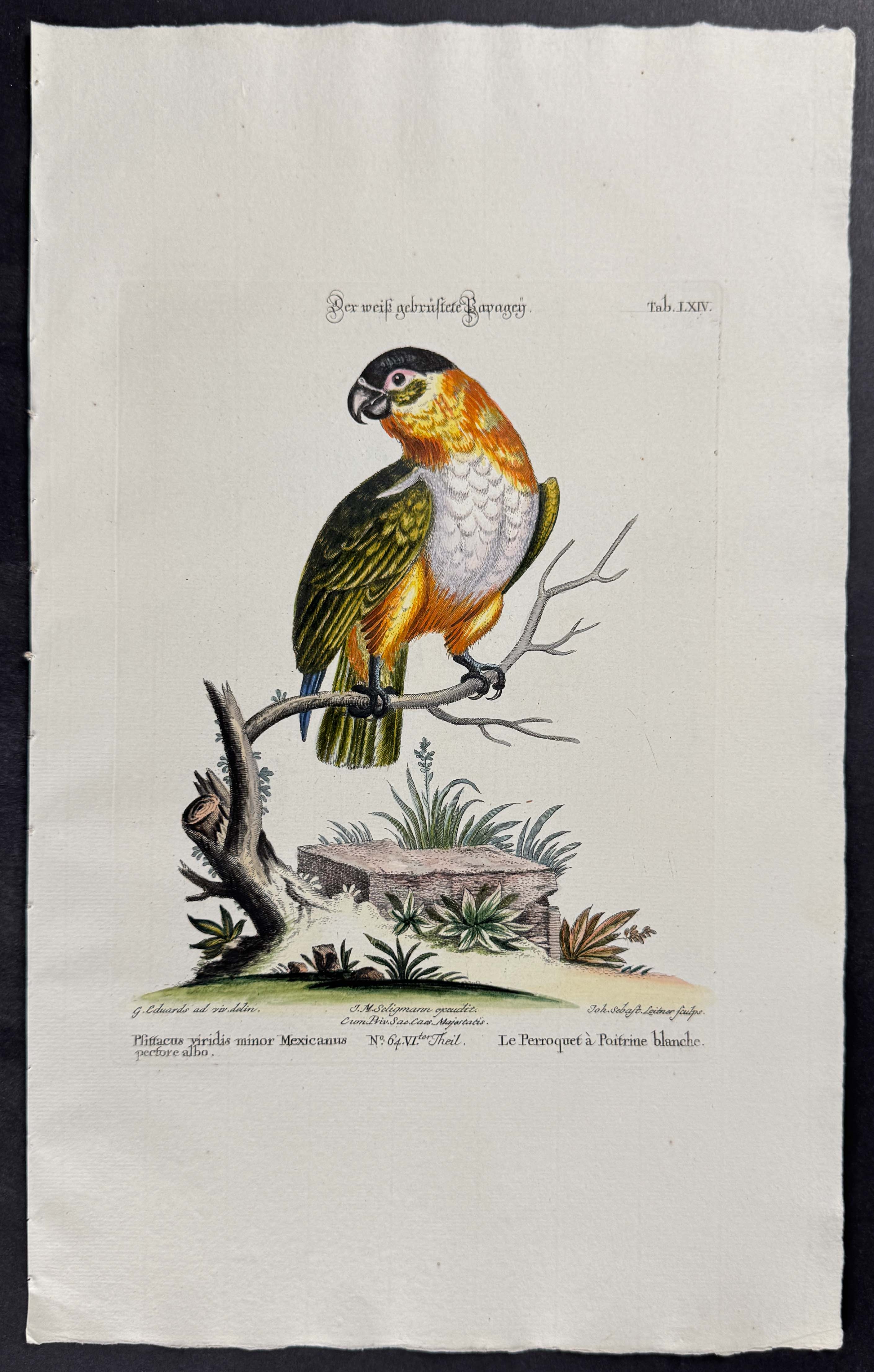 Parrot