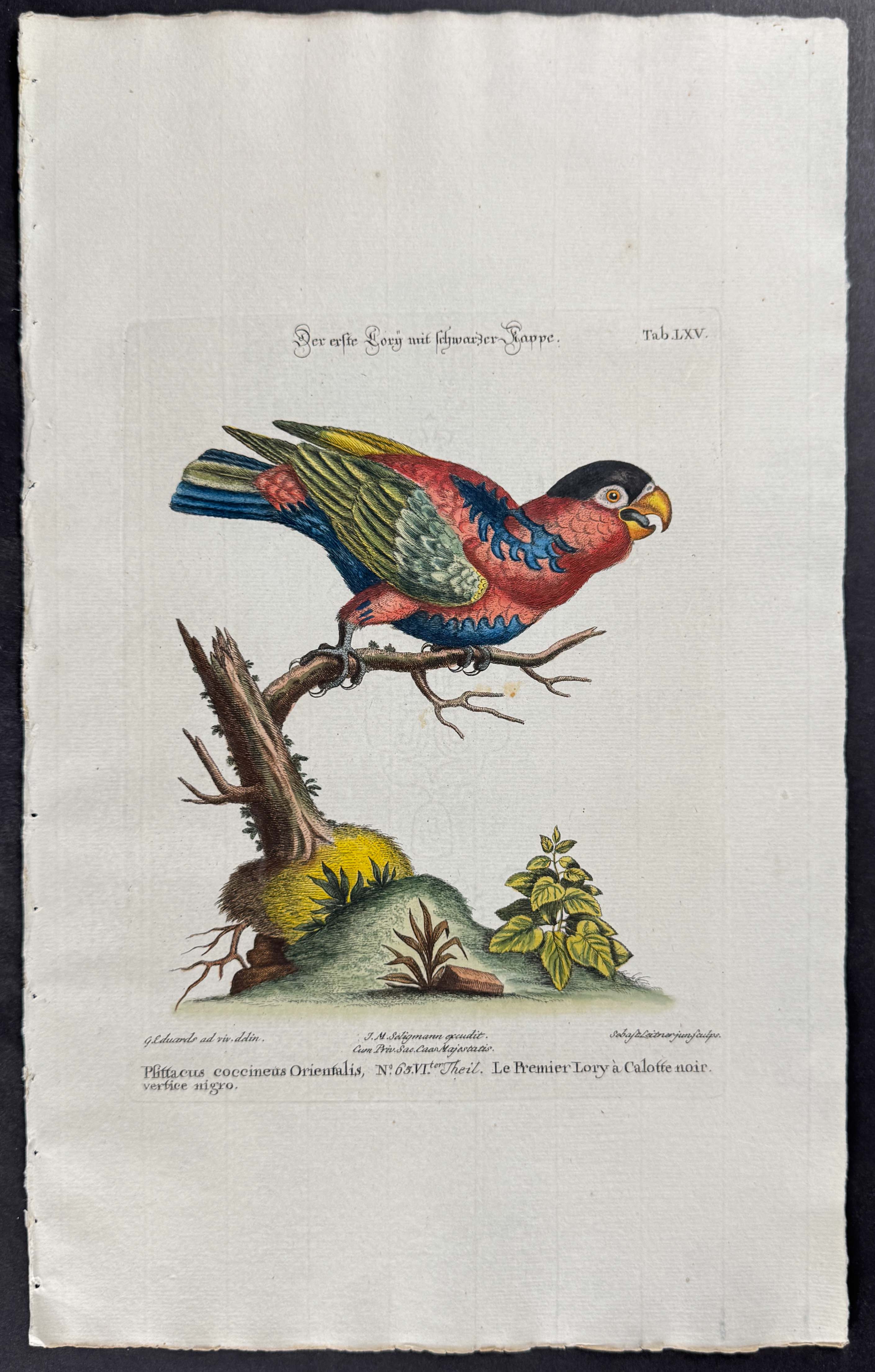 Parrot