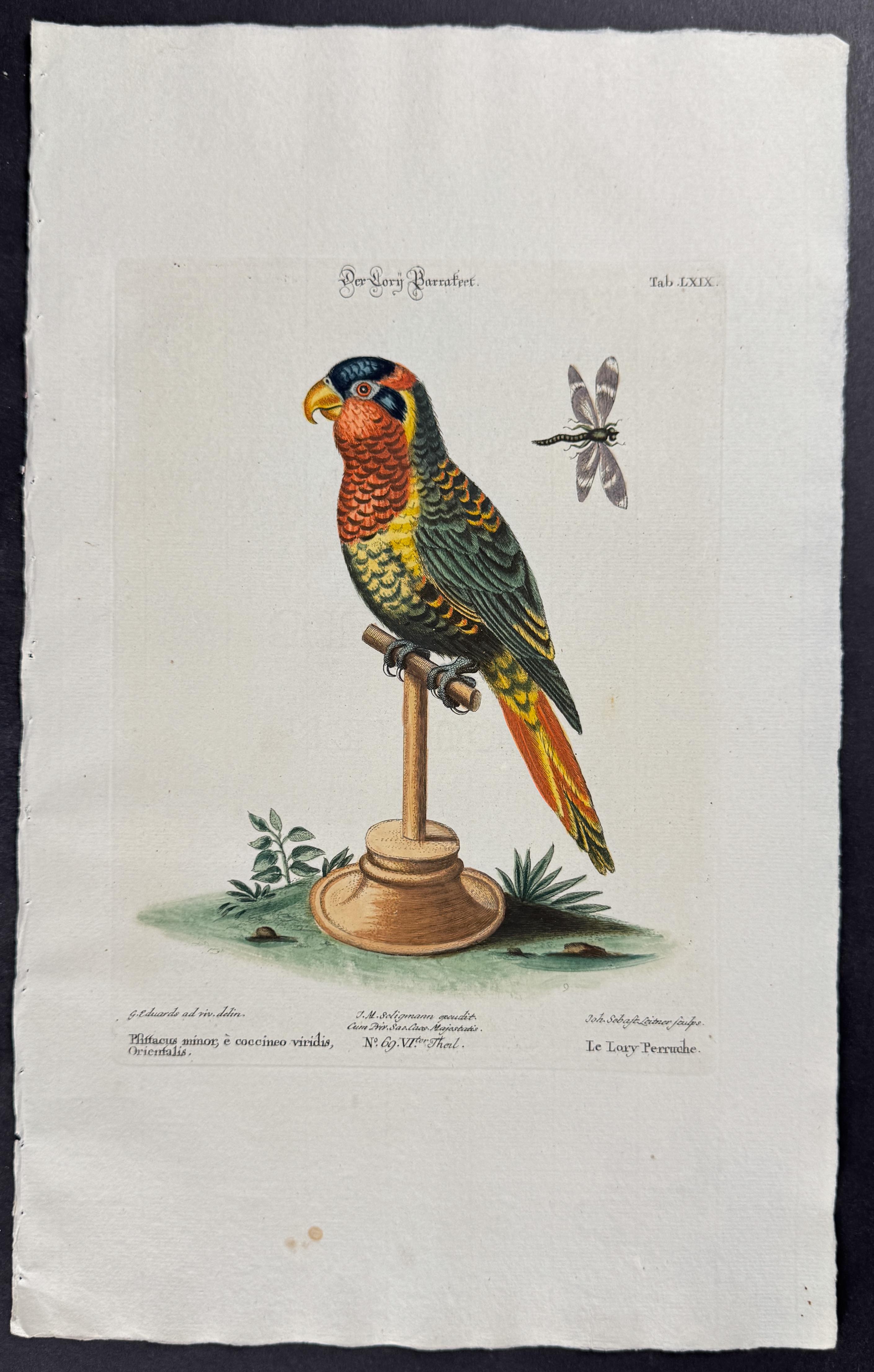 Parrot
