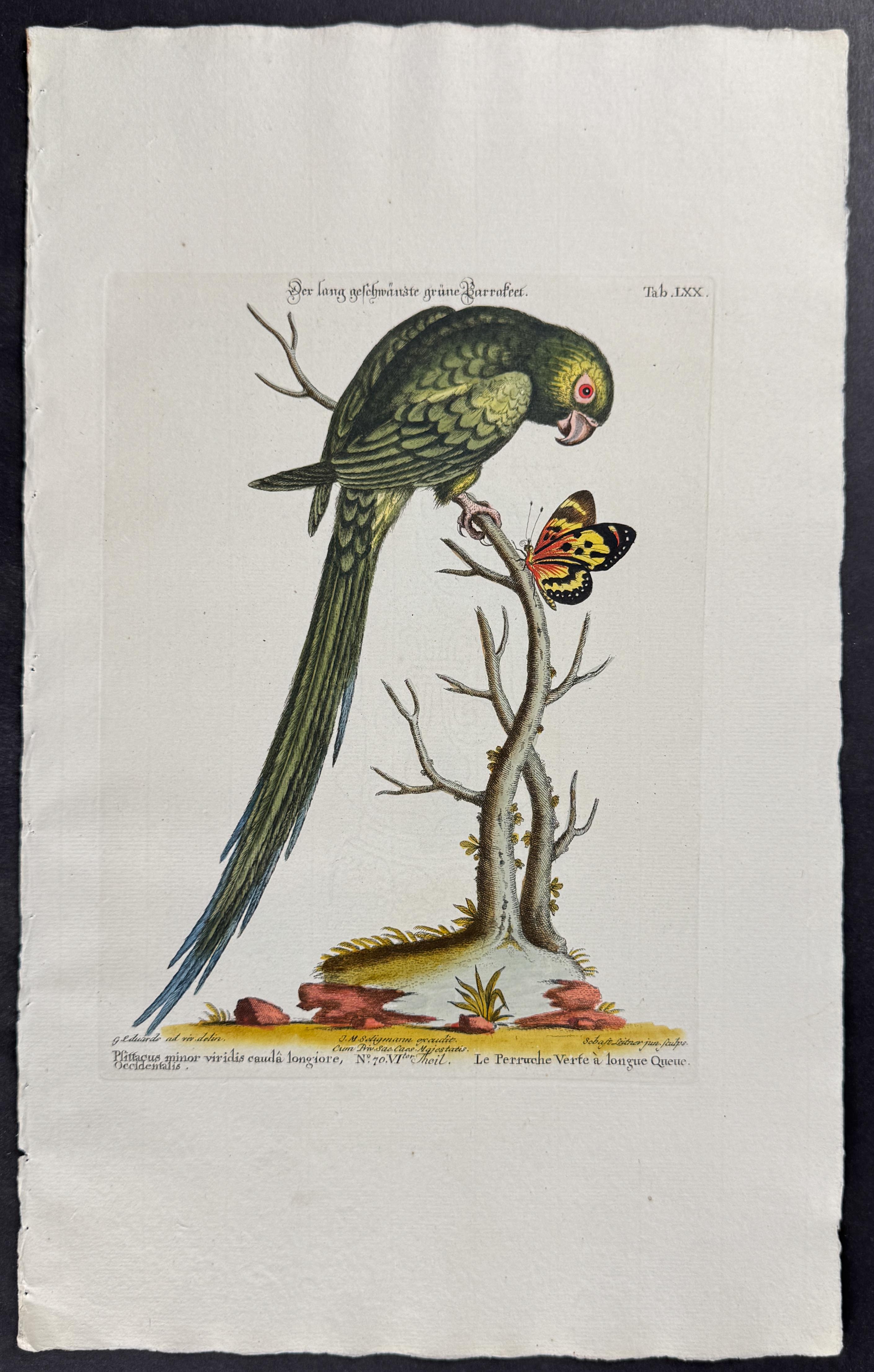 Parrot & Butterfly
