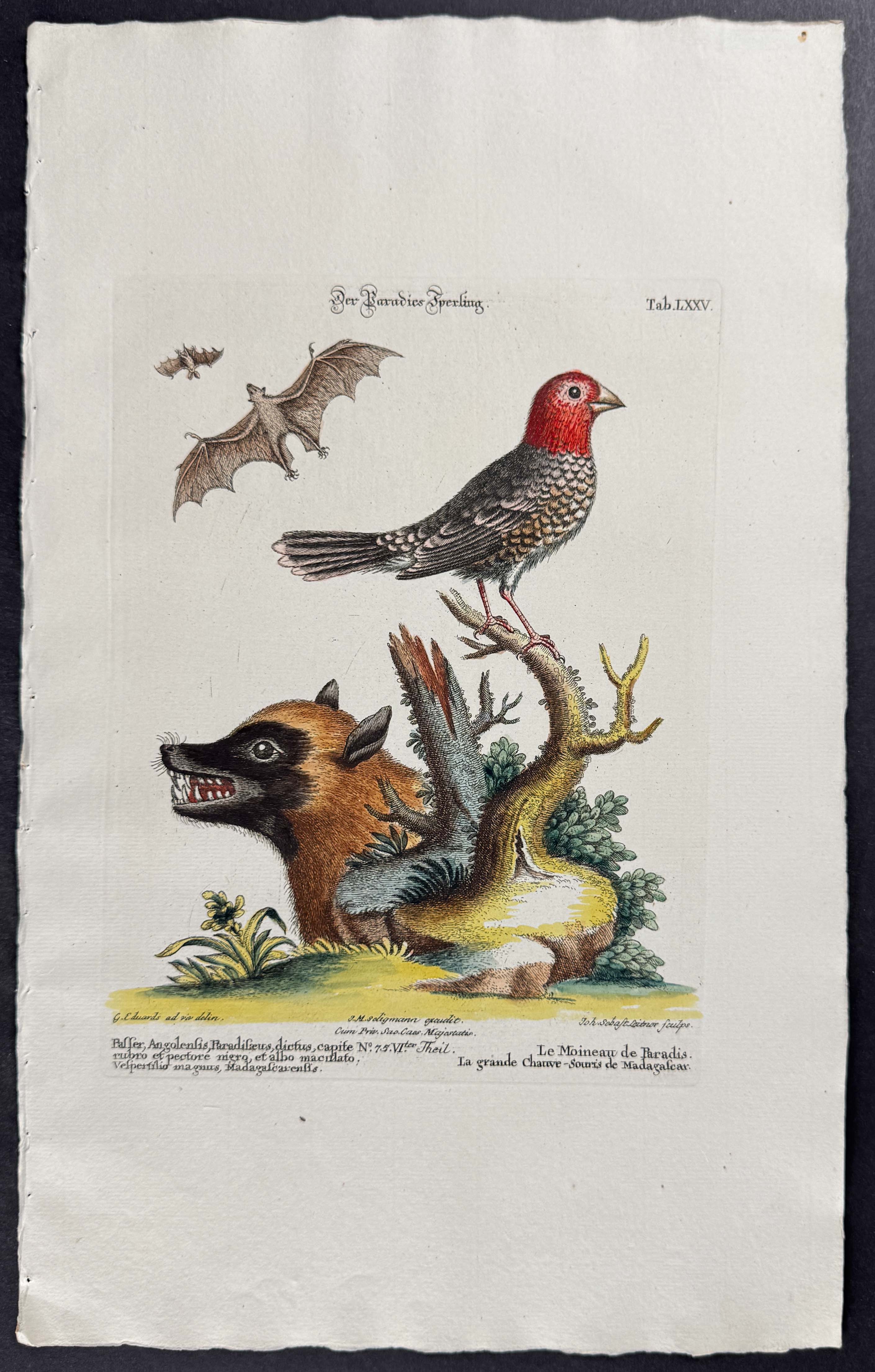 Bats, Bat Head & Sparrow (Passer Angolensis)