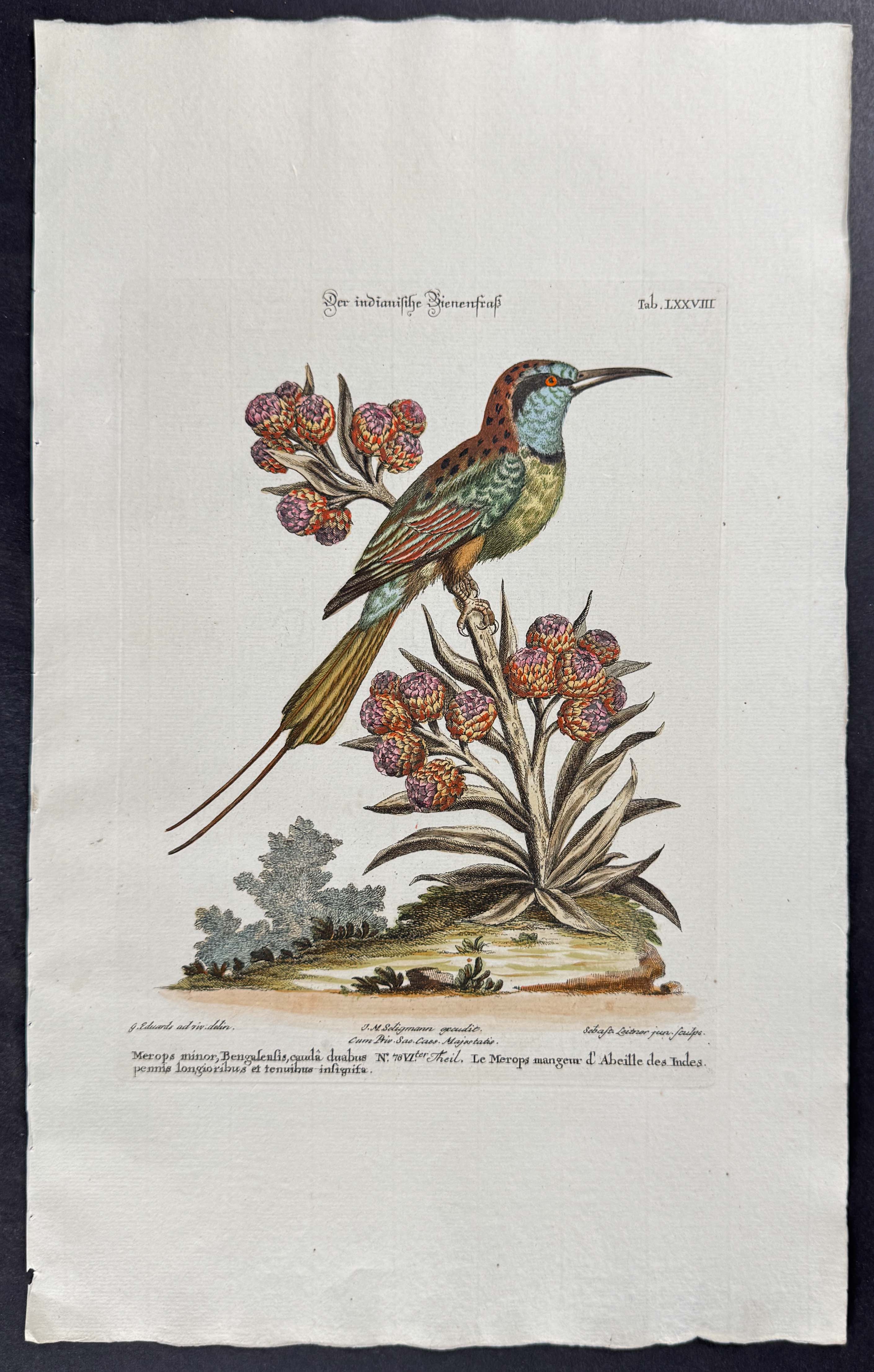 Bee-Eater