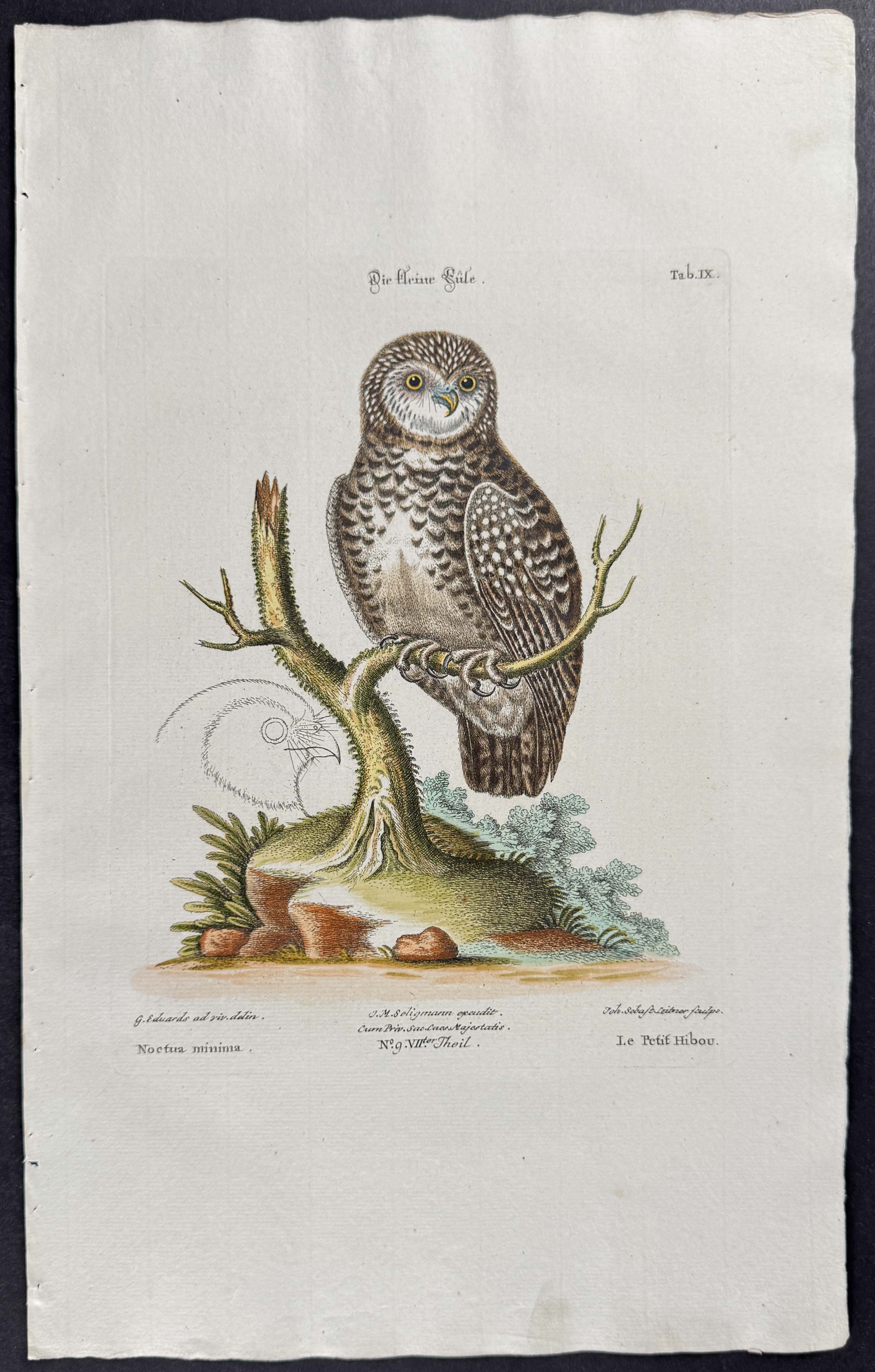 Owl