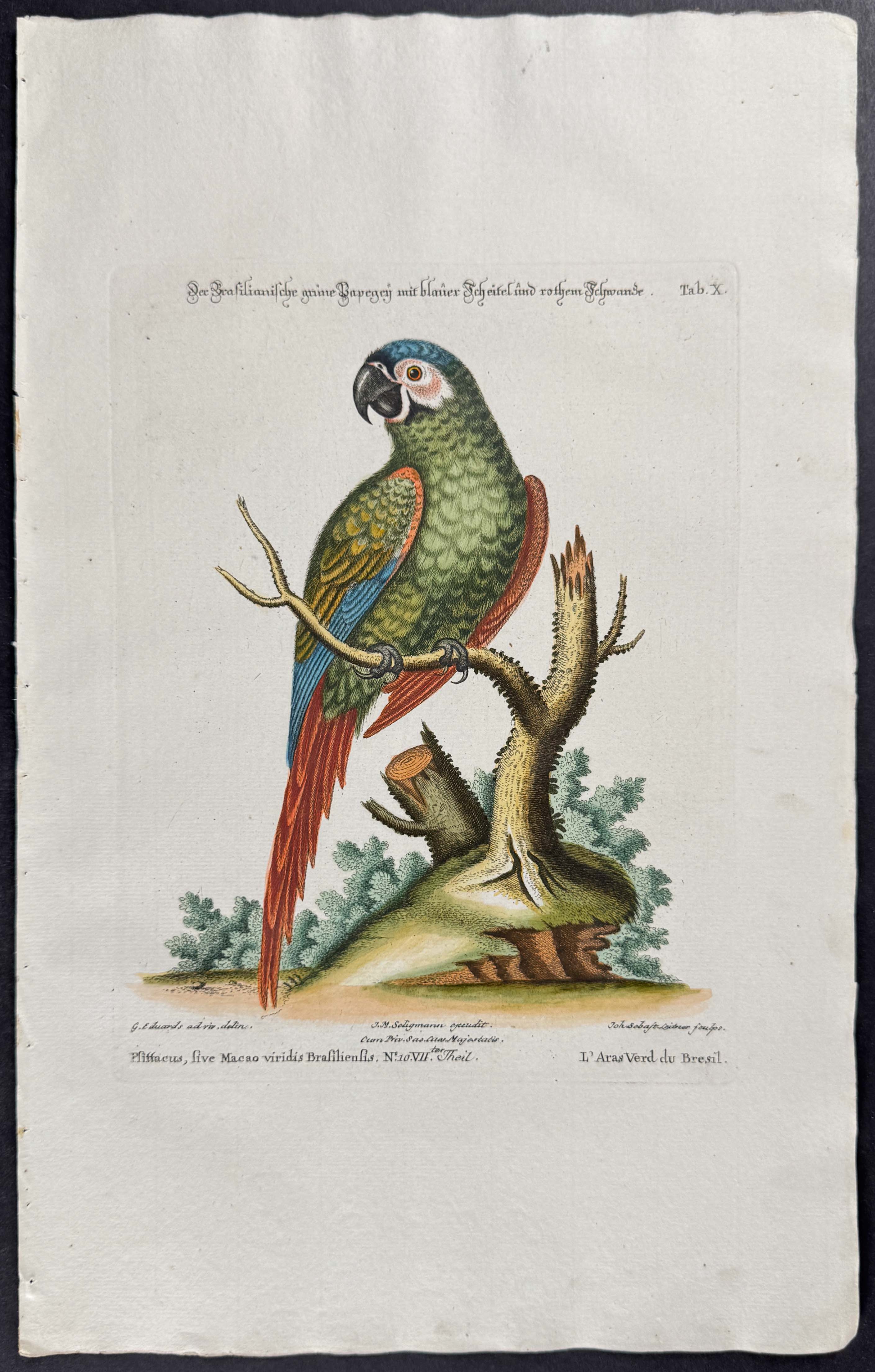 Parrot