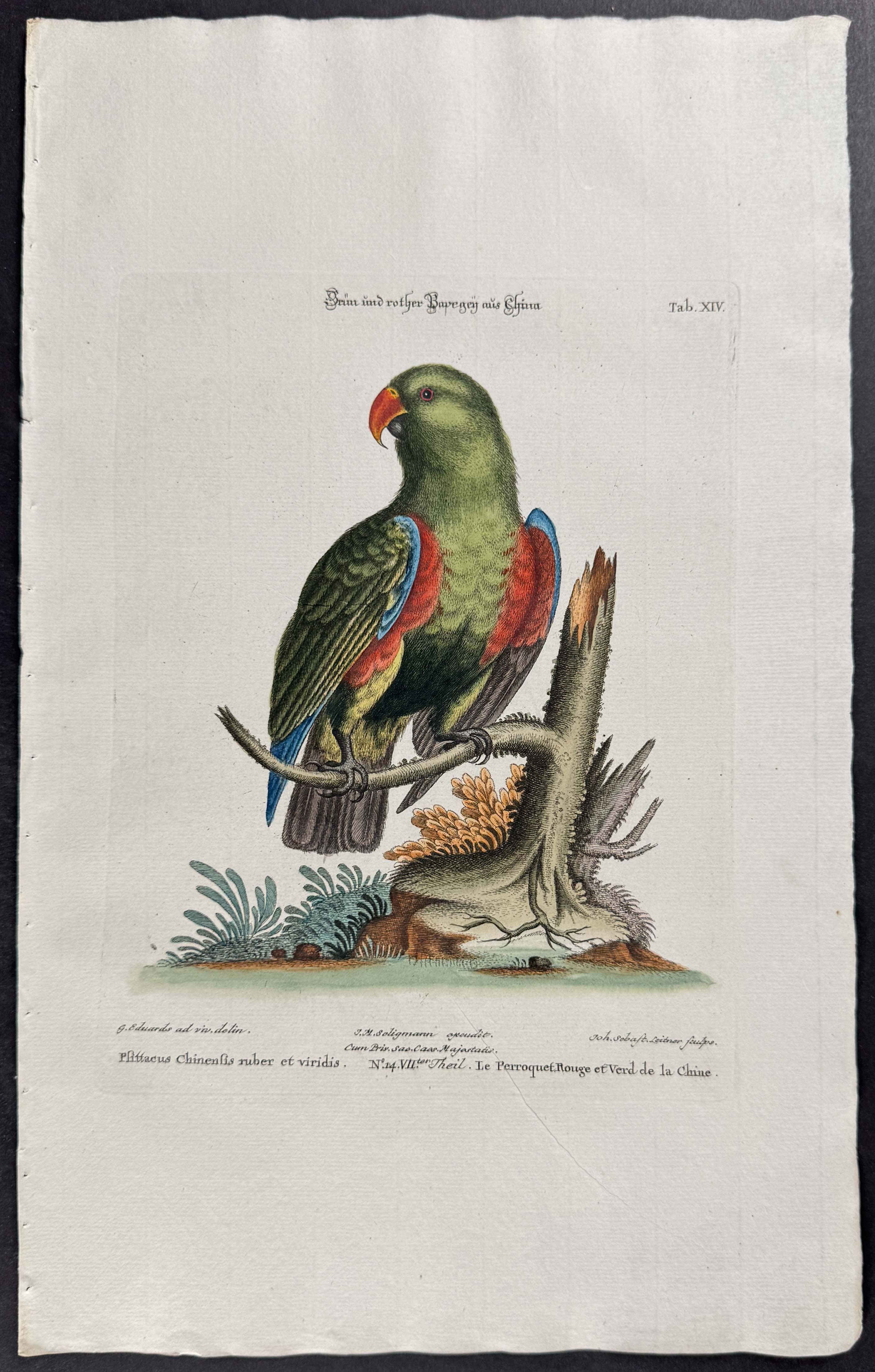 Parrot