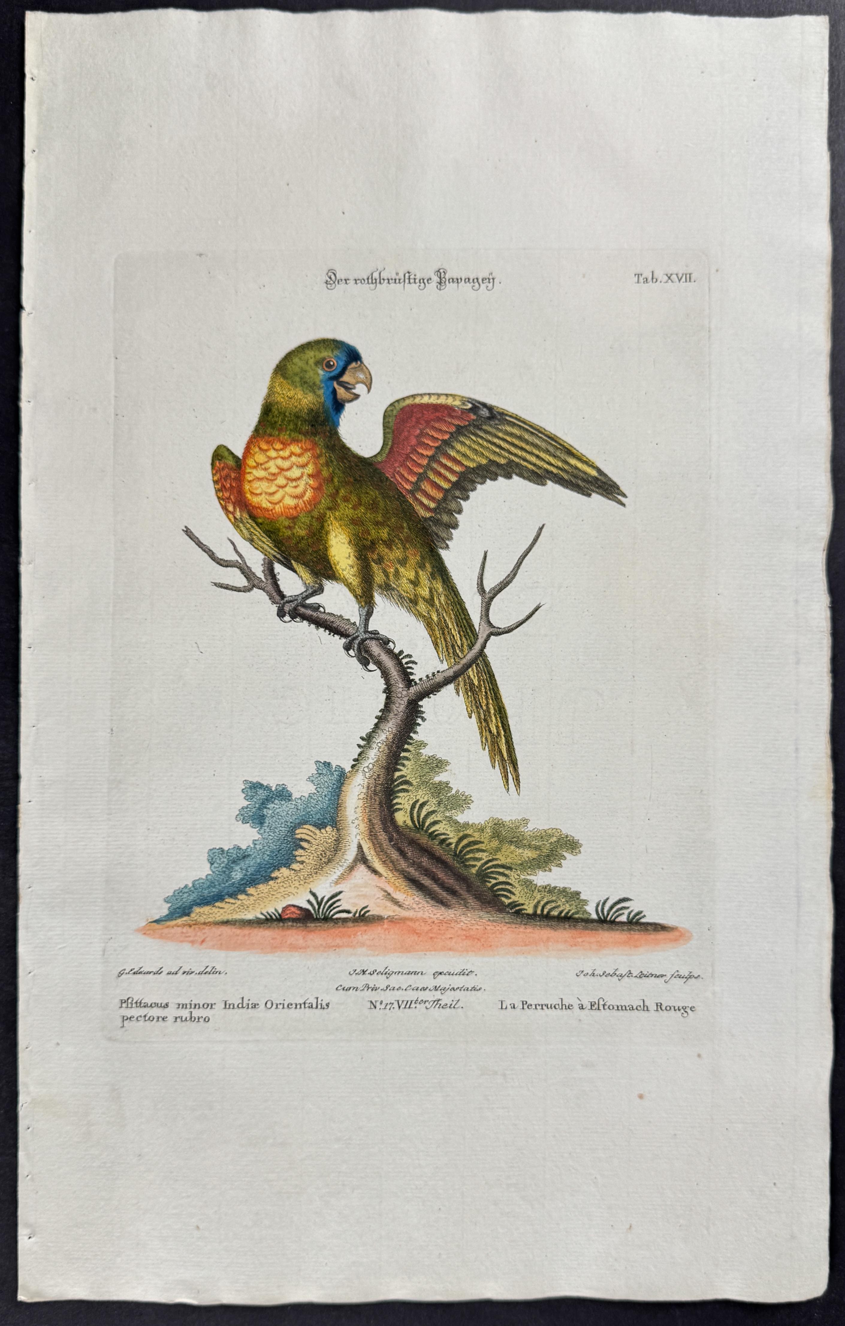 Parrot