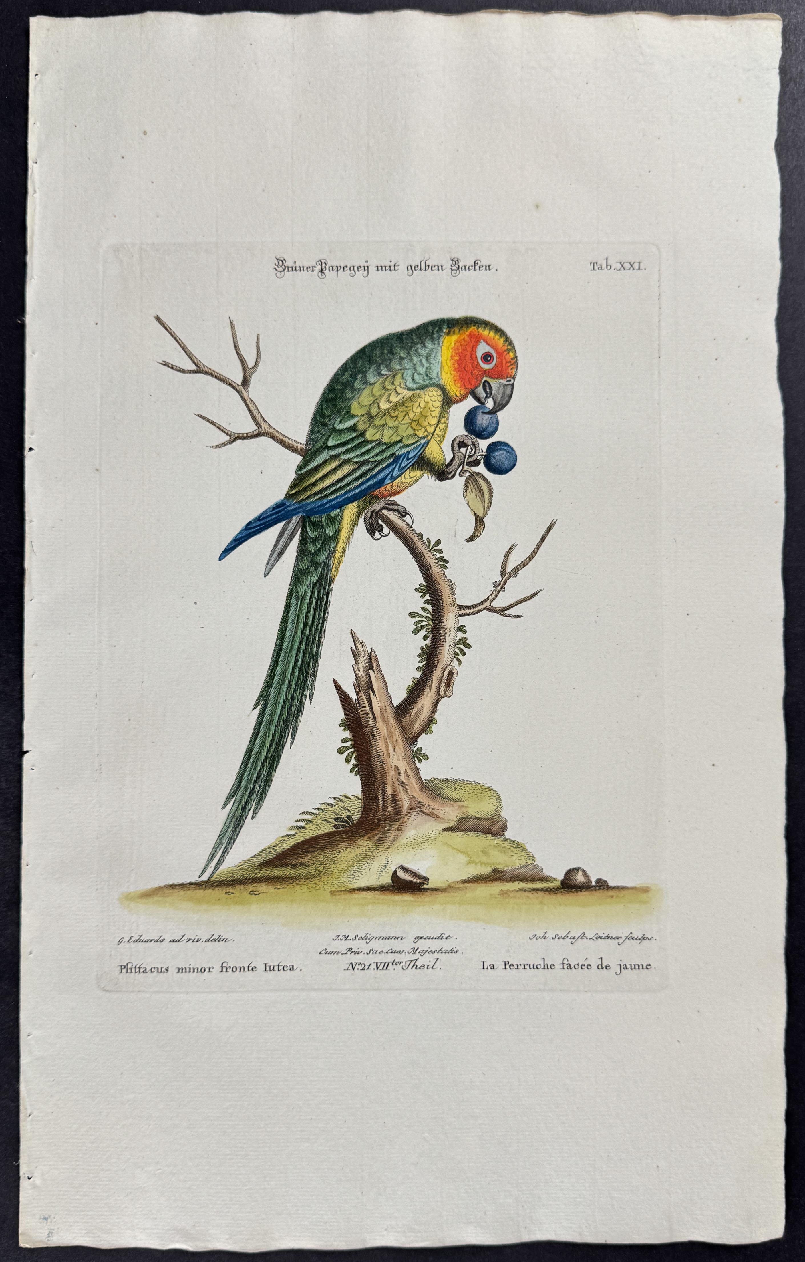 Parrot & Fruit