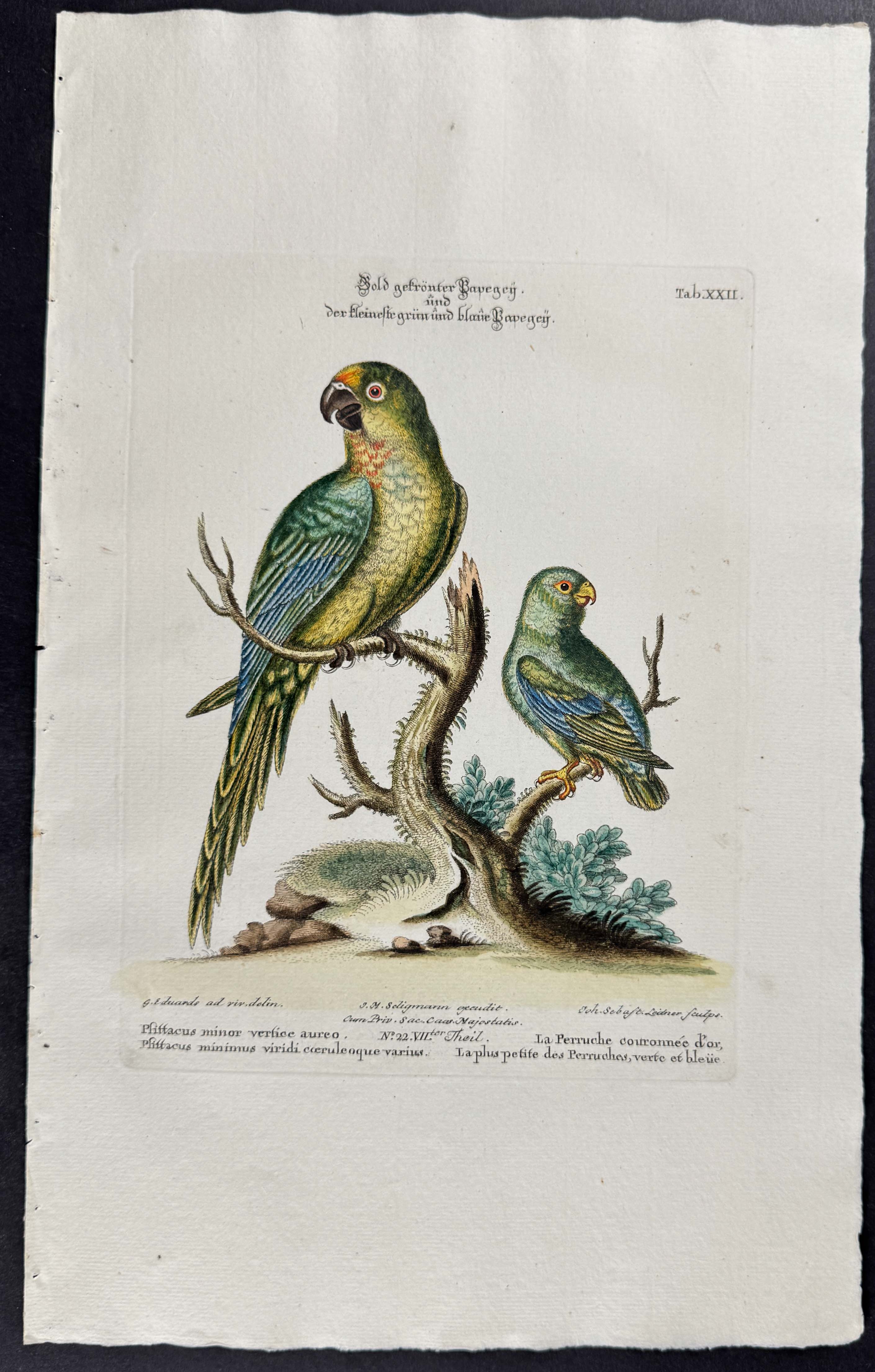 Parrot