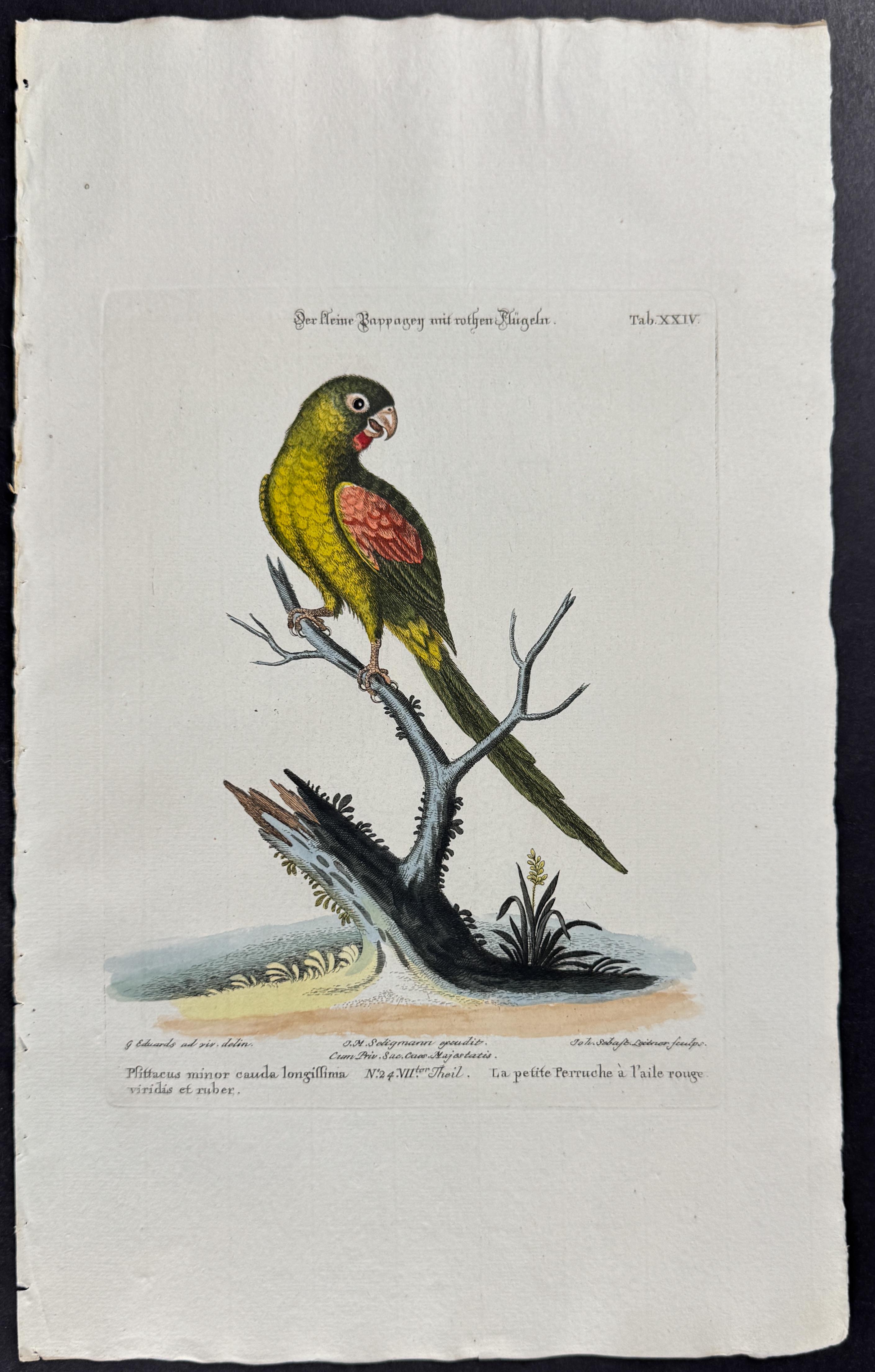 Parrot