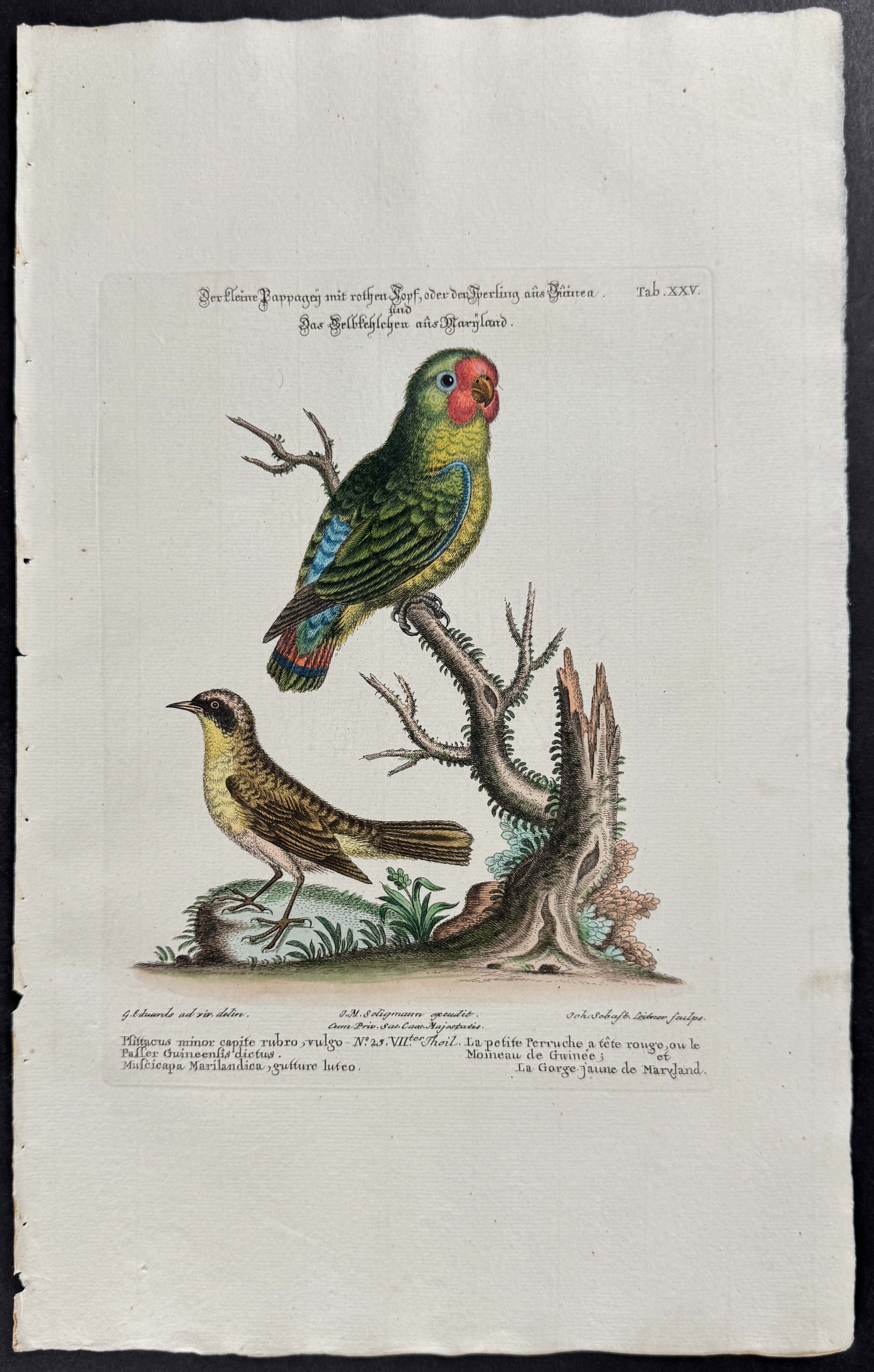 Parrot & Sparrow (Passer)