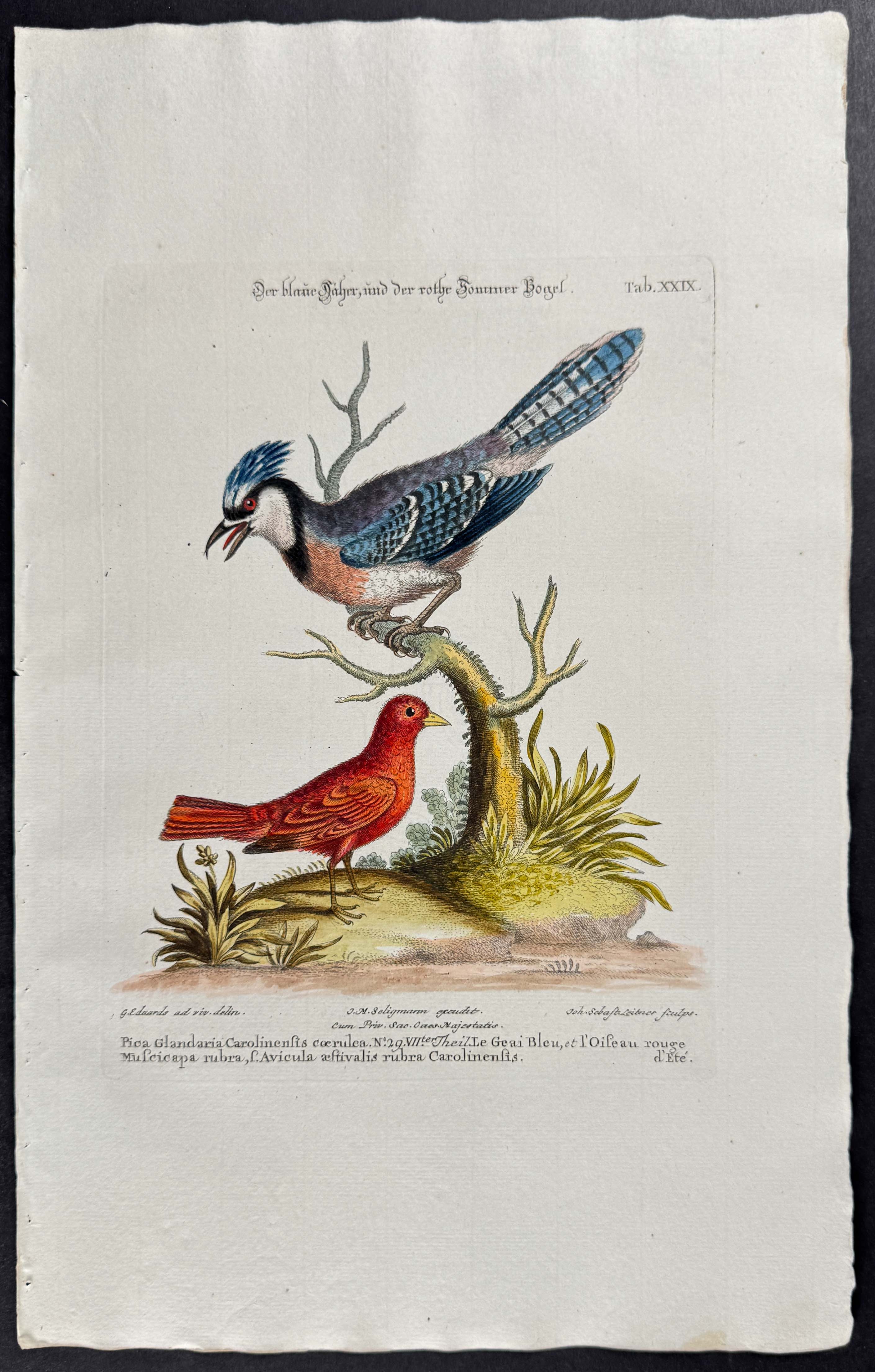 Blue Jay & Red Bird