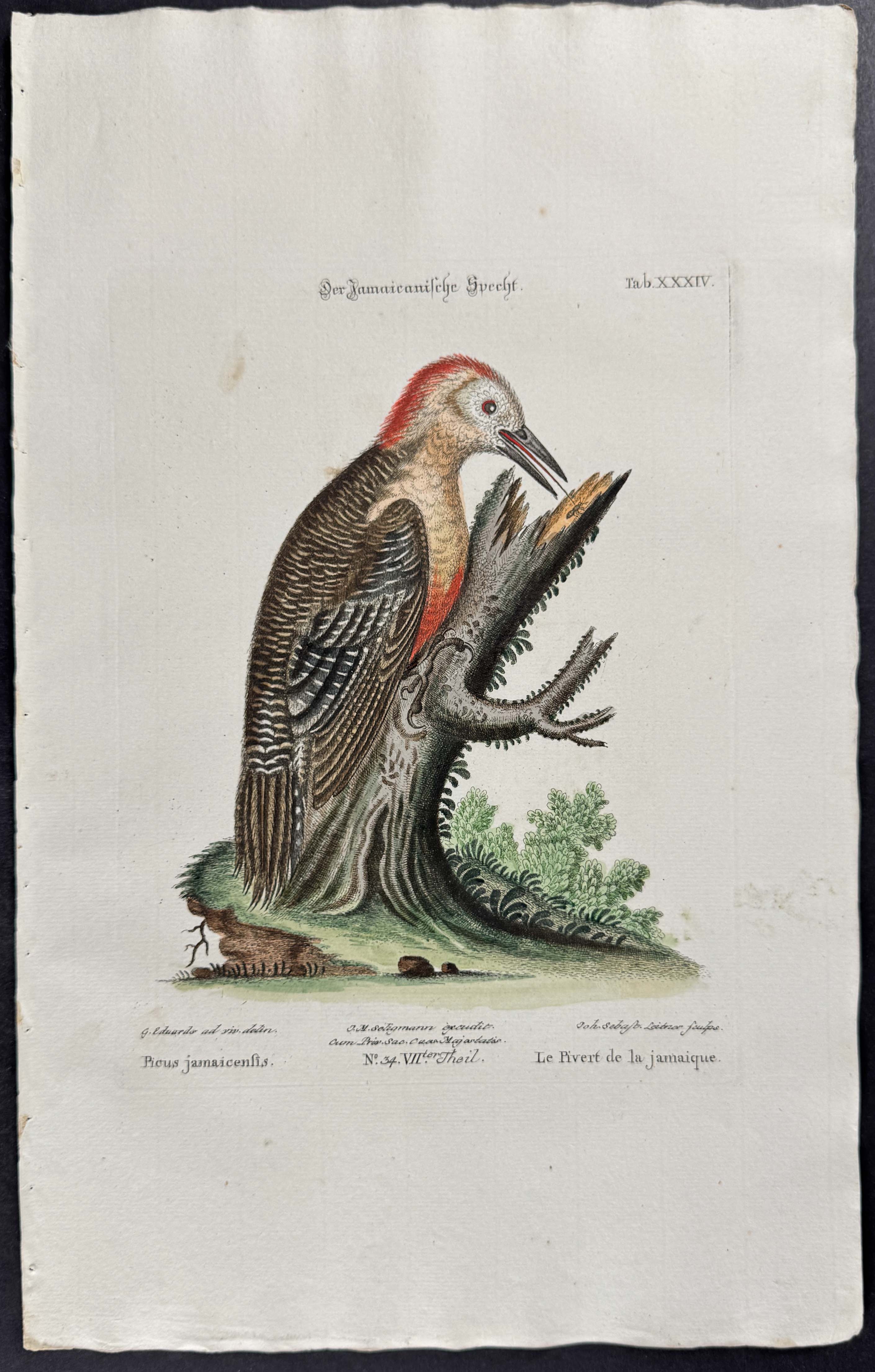 Woodpecker