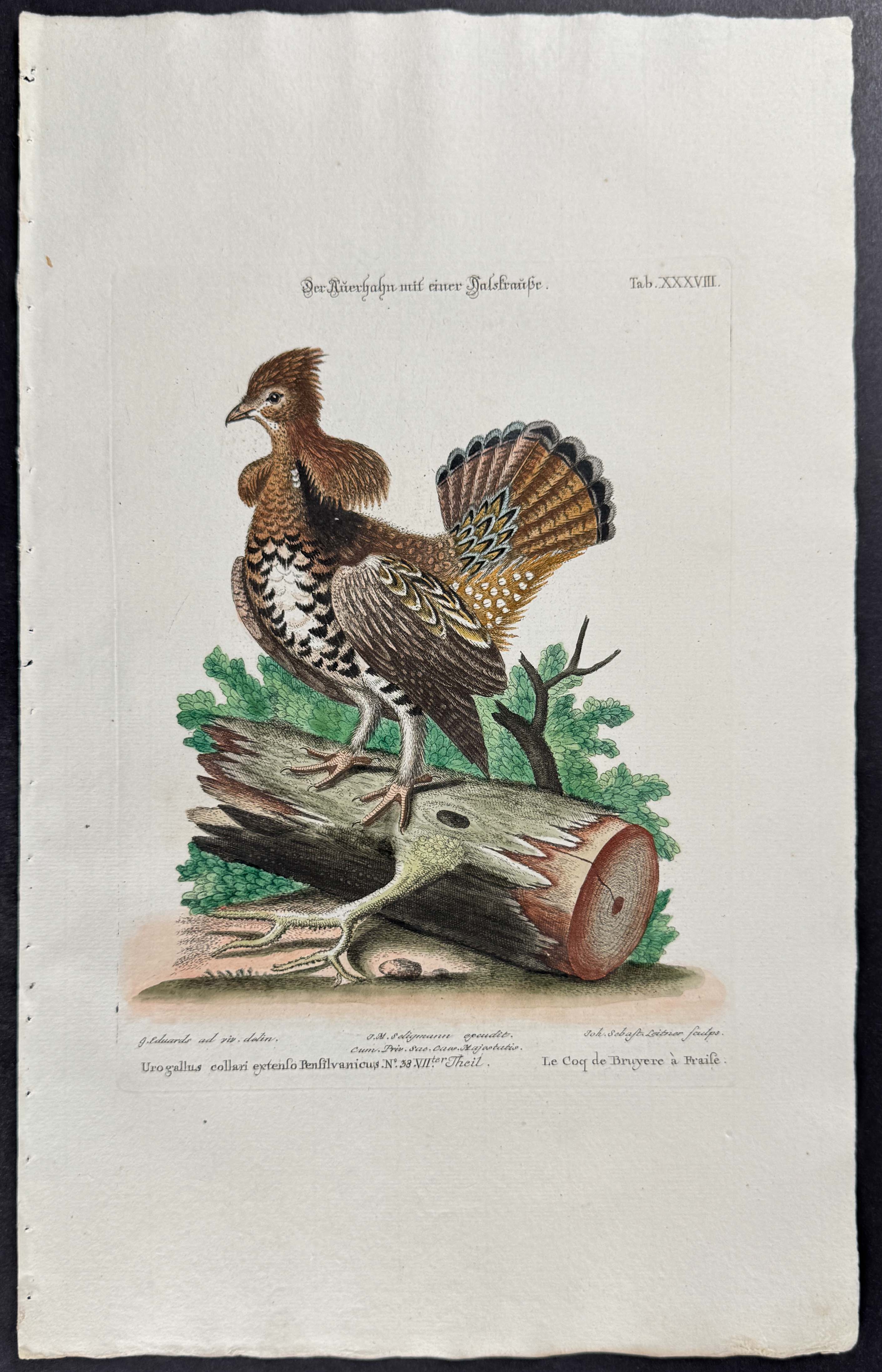 Heath Hen