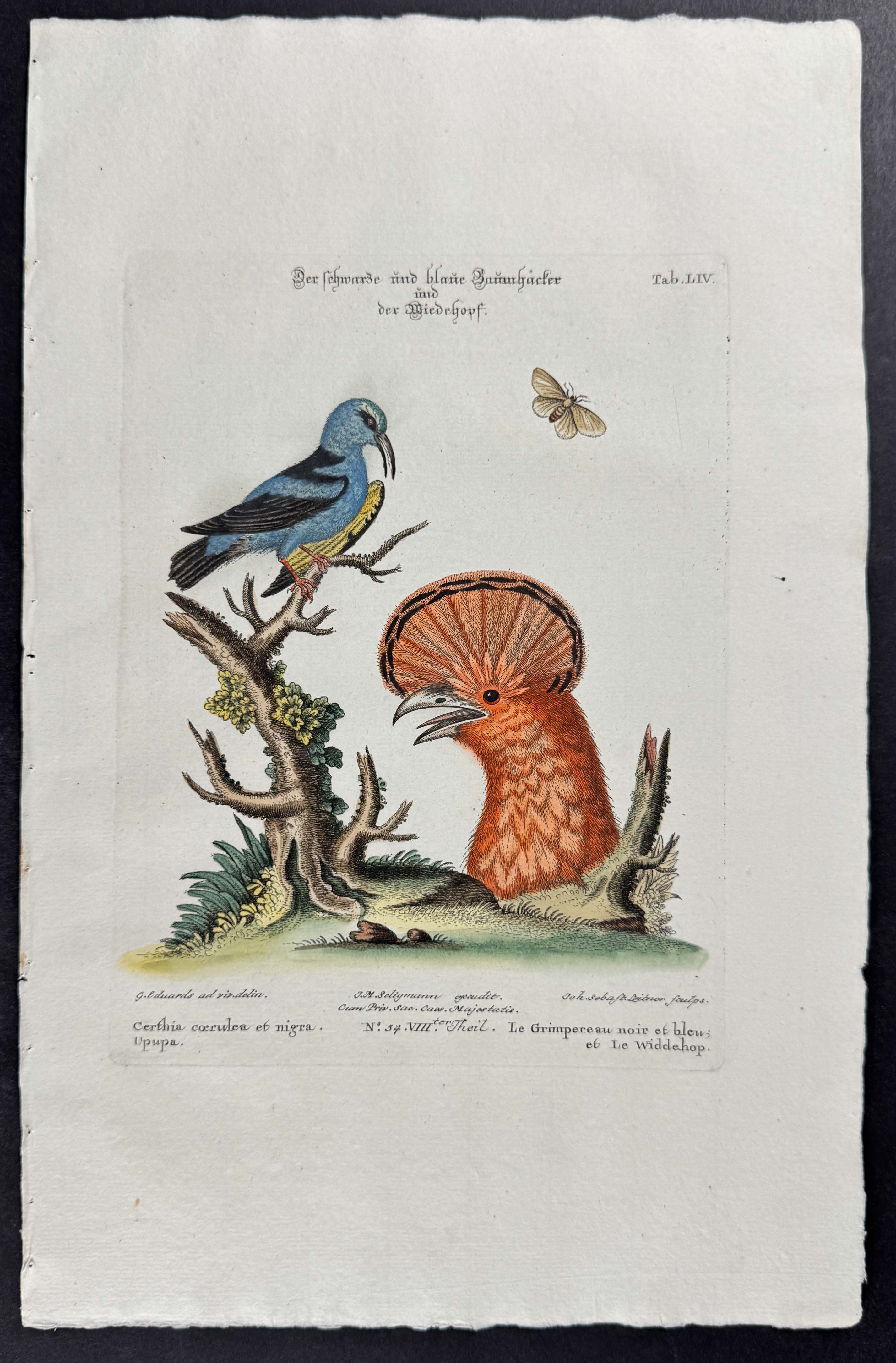 Treecreeper (Certhia) & Cock of the Rock Head