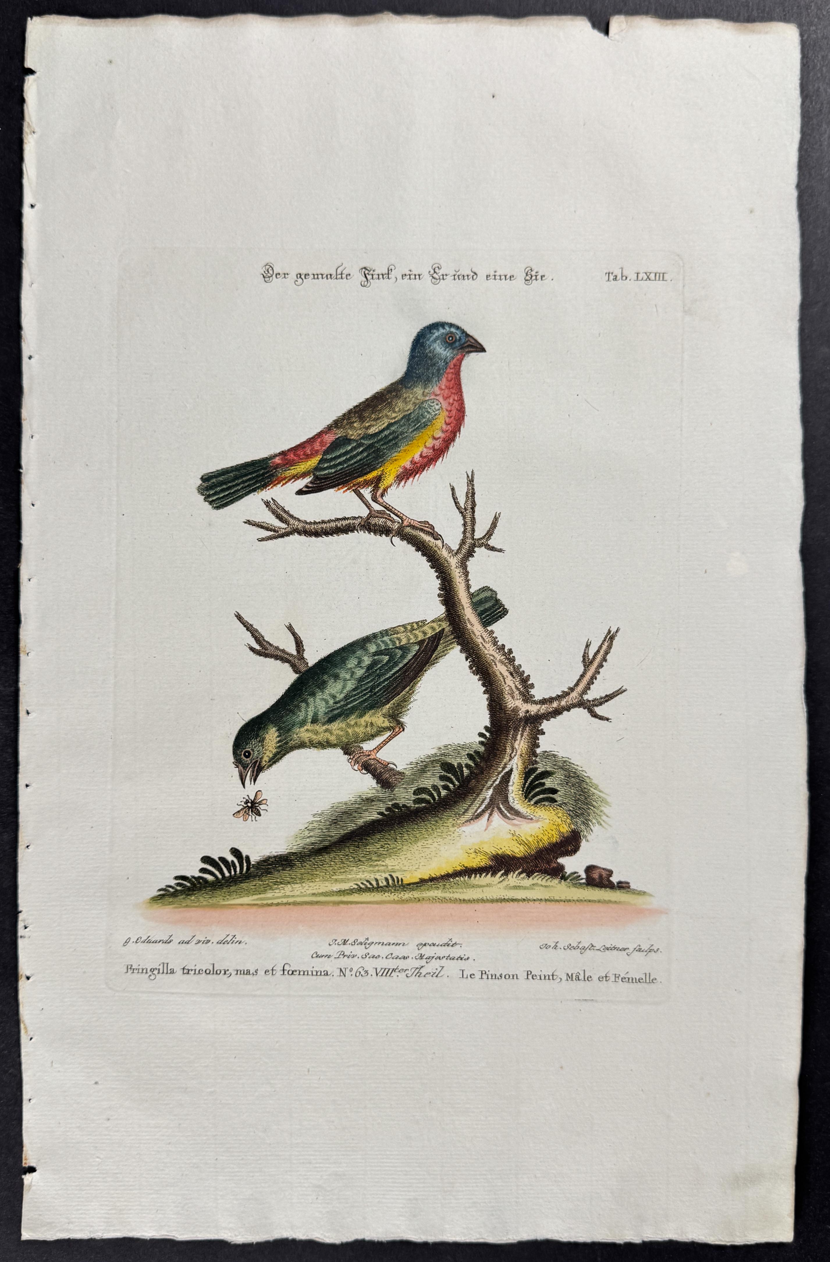 Finch (Fringilla Tricolor)