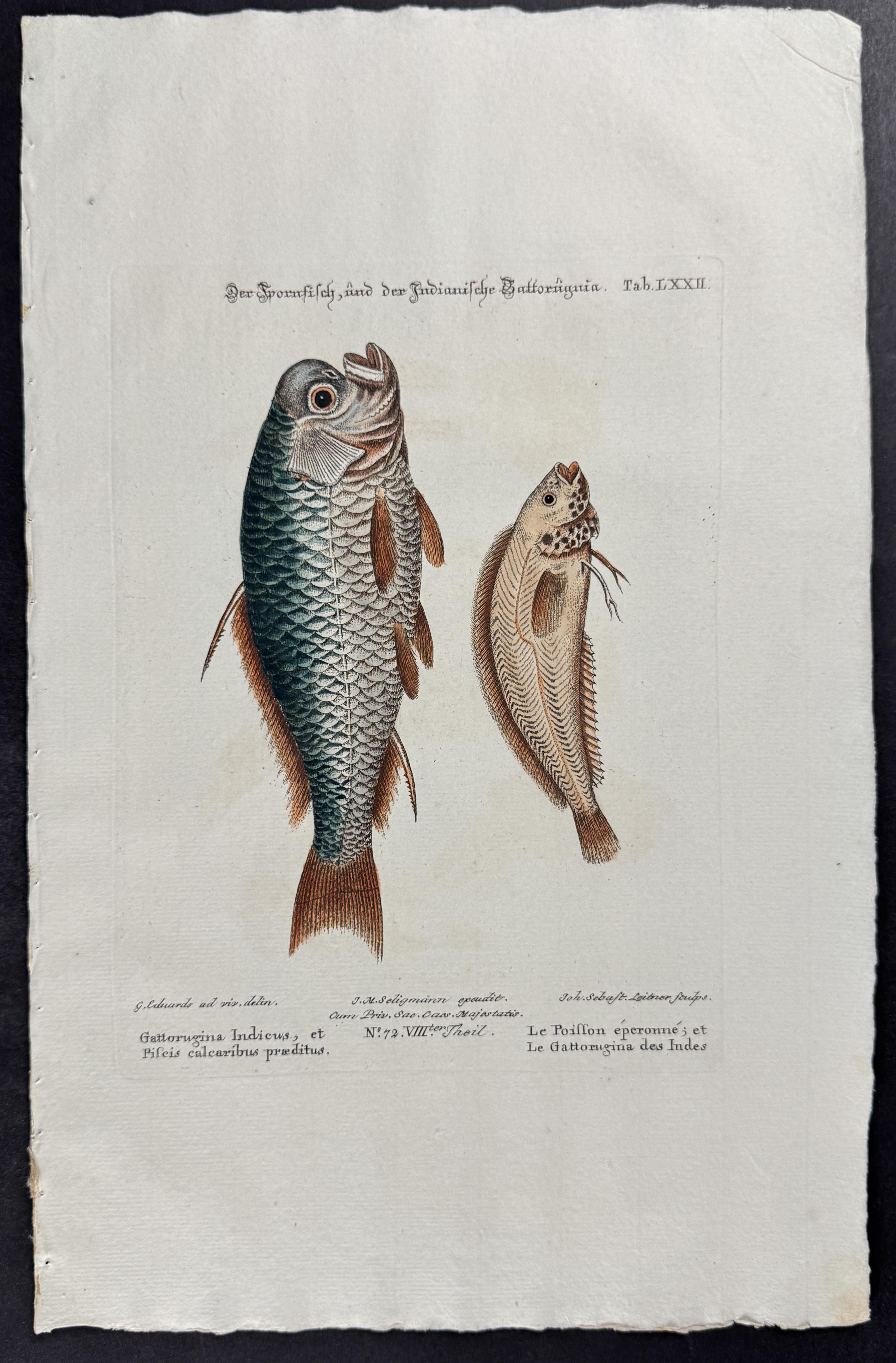 Fish