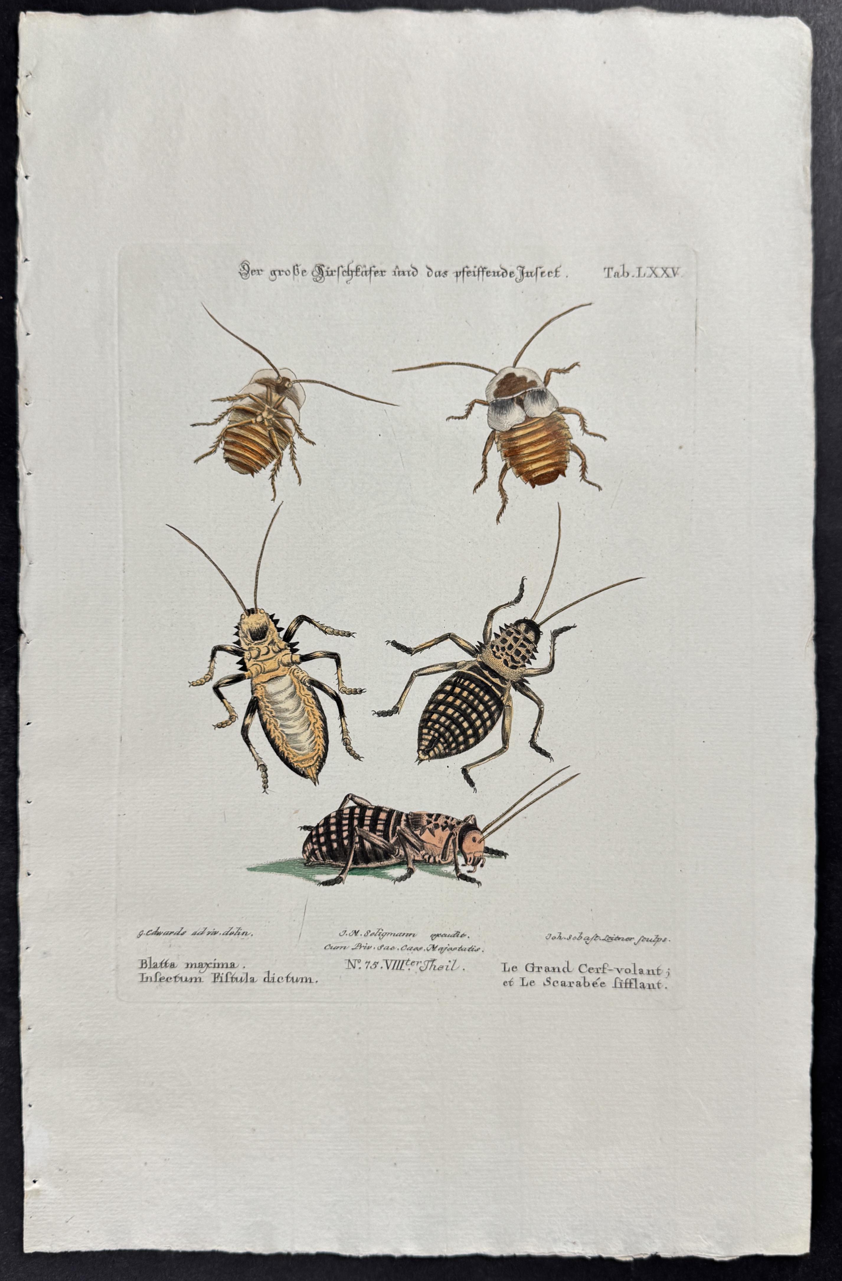 Insects