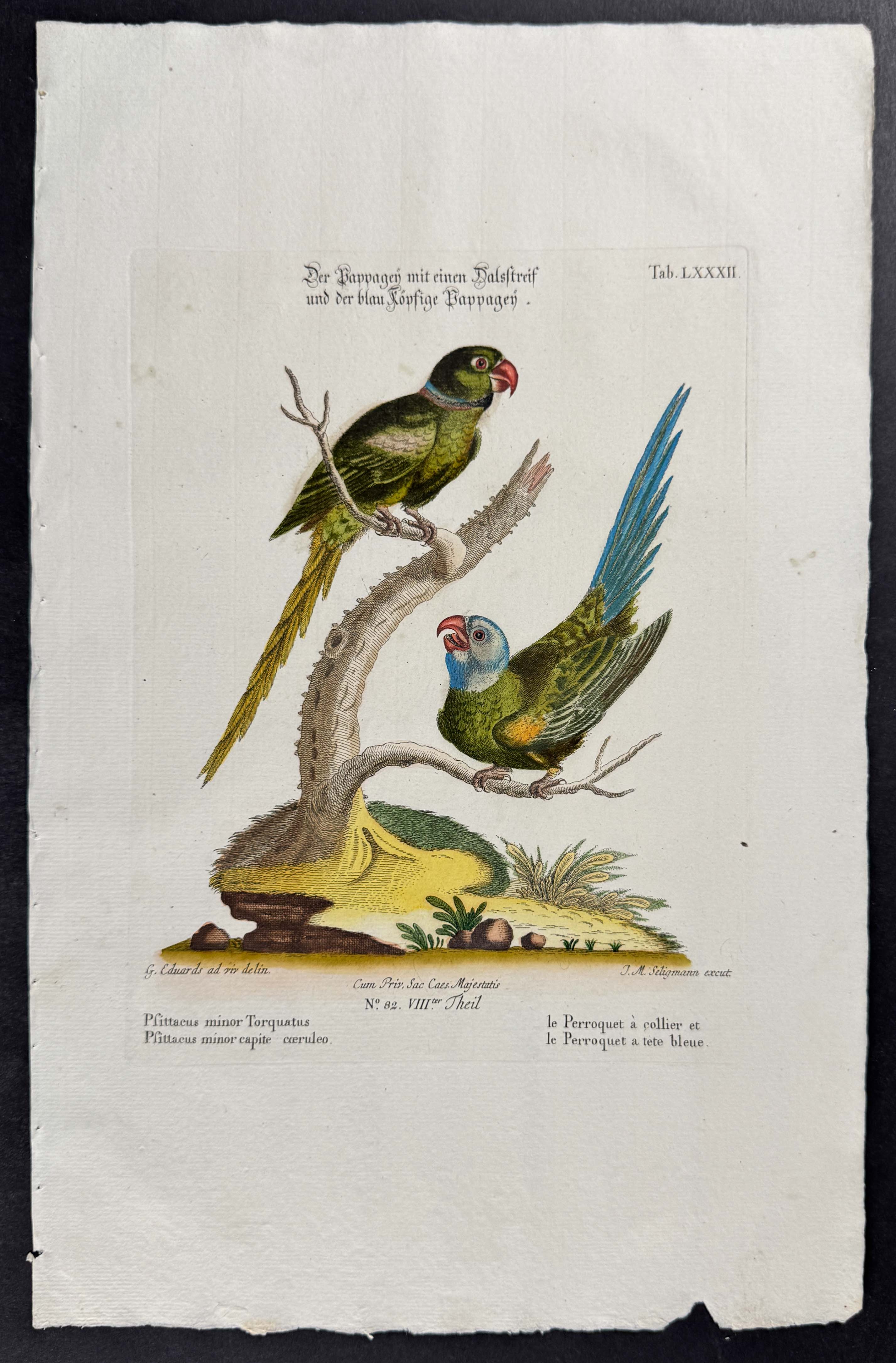 Parrots