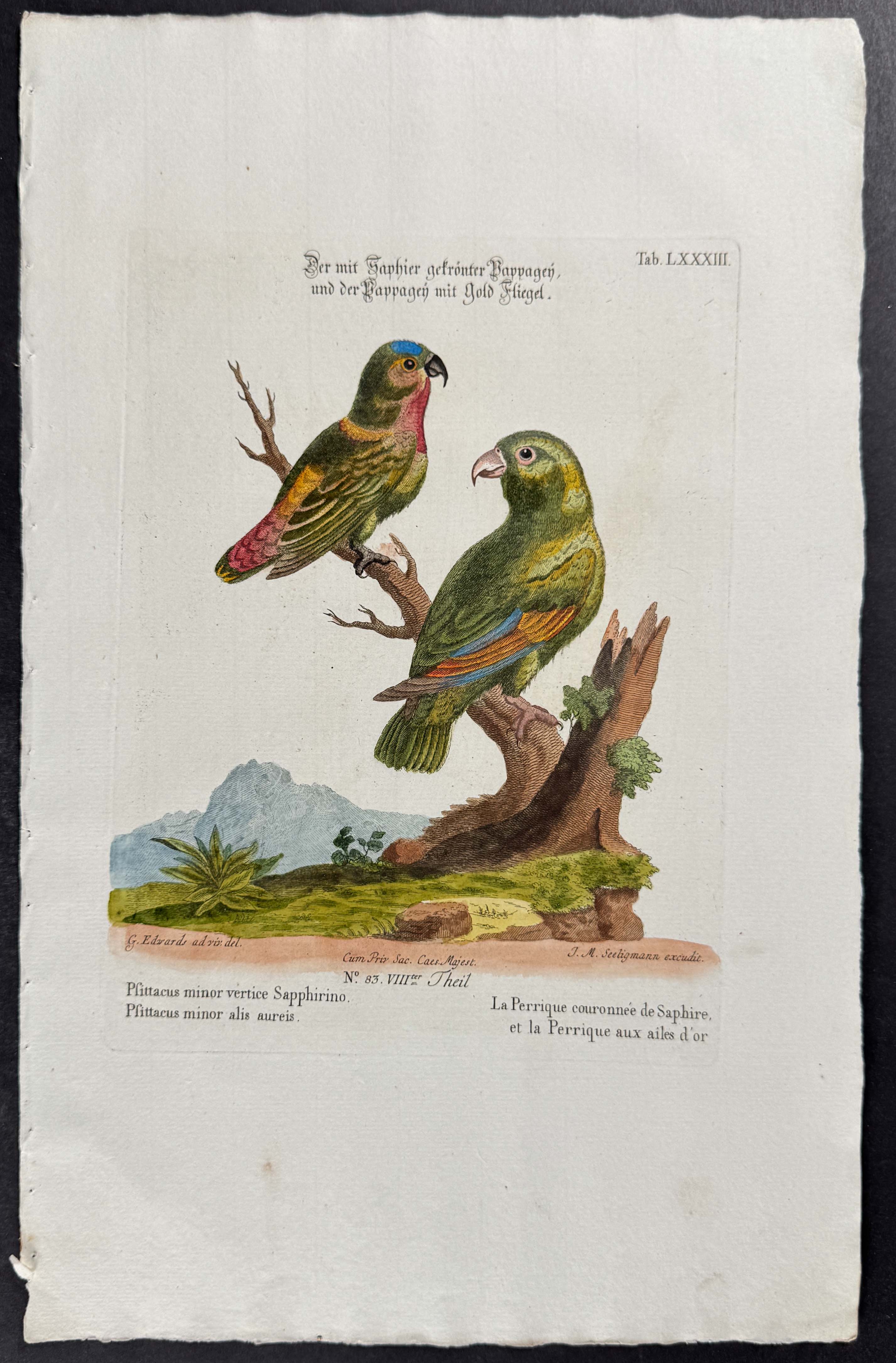 Parrots