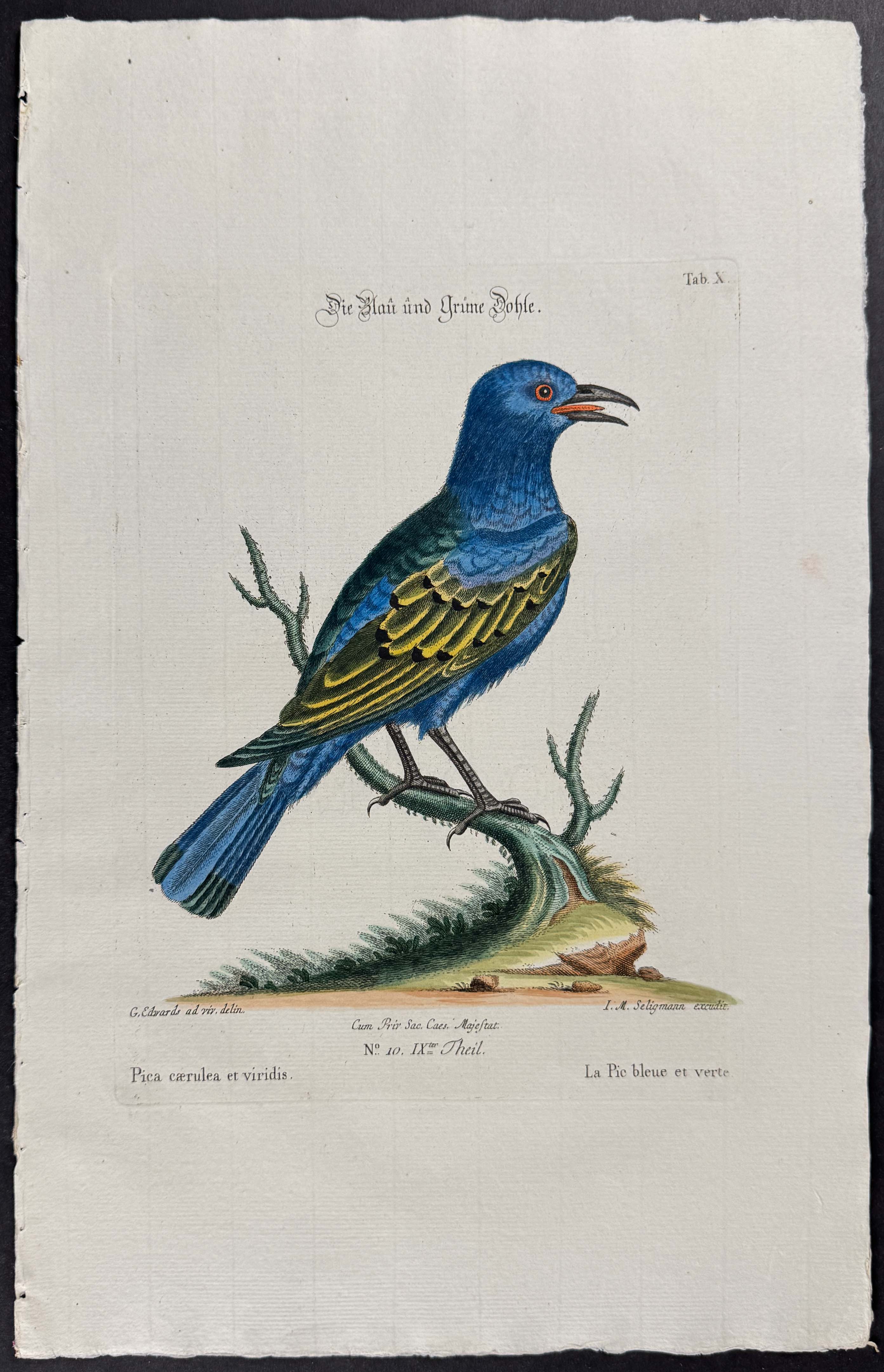 Bird (Pica caerulea)