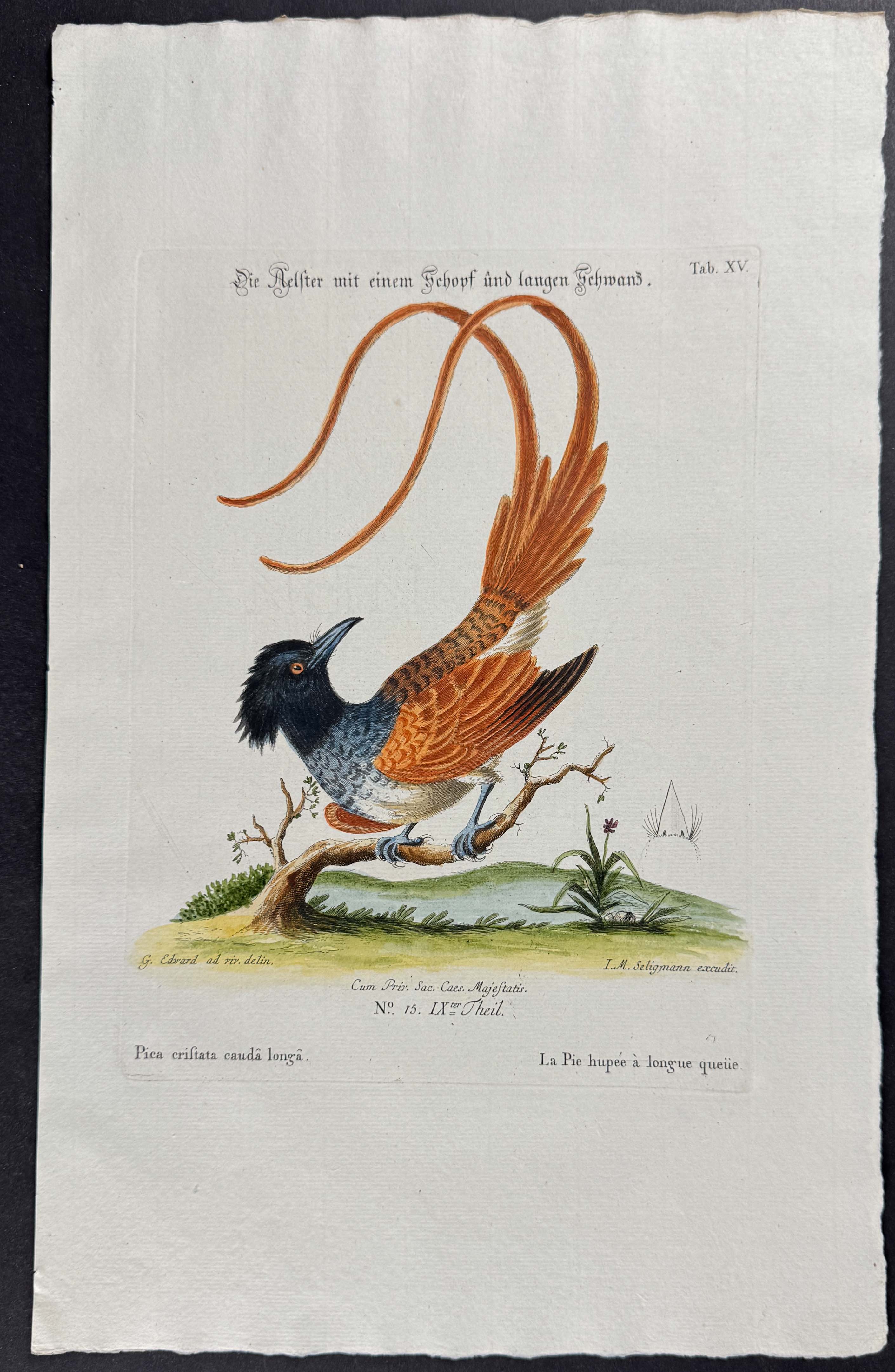 Bird (Pica cristata cauda longa)